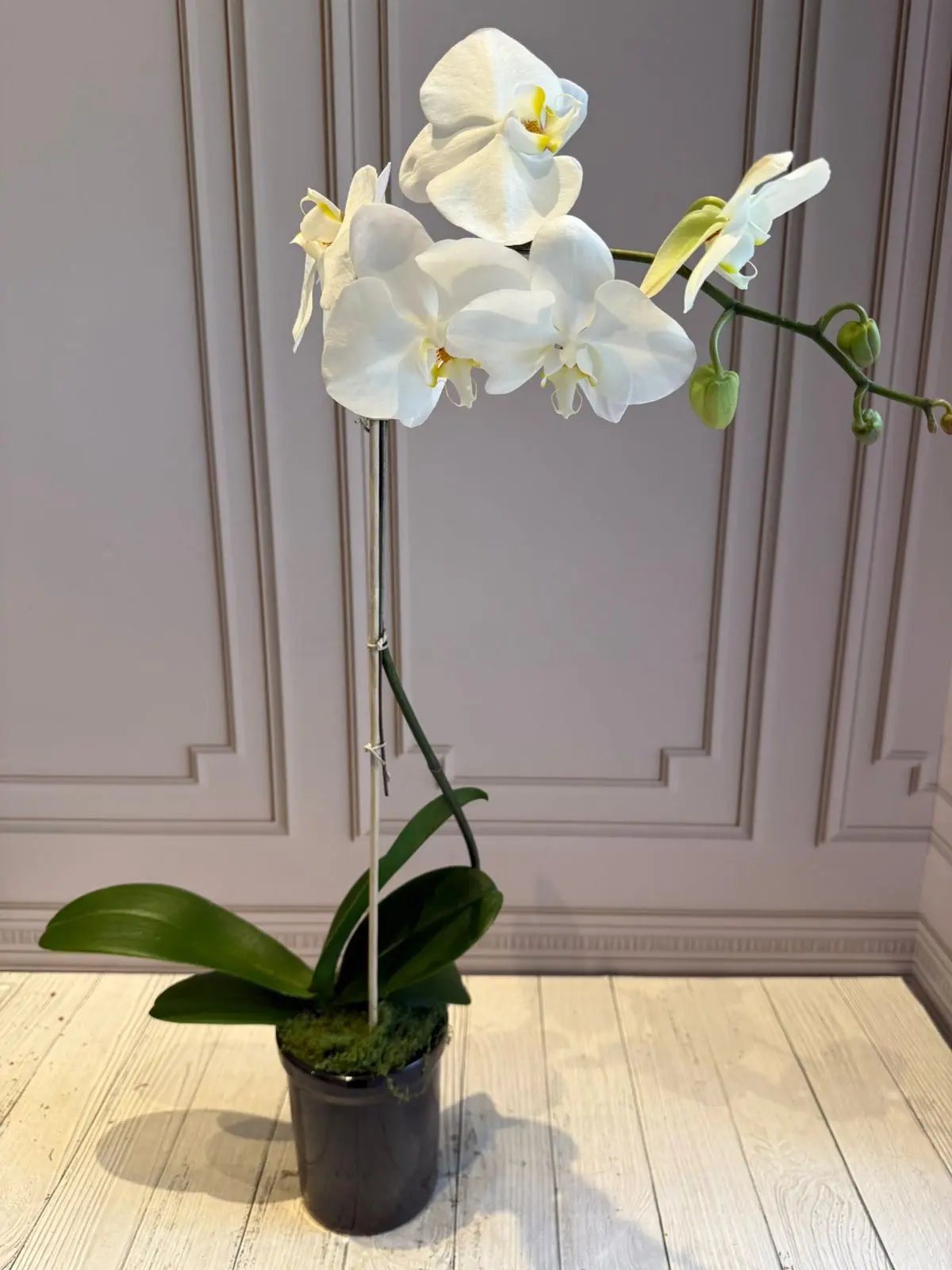 Phalaenopsis Plants (1 Stem) White with yellow center 1magnolialane
