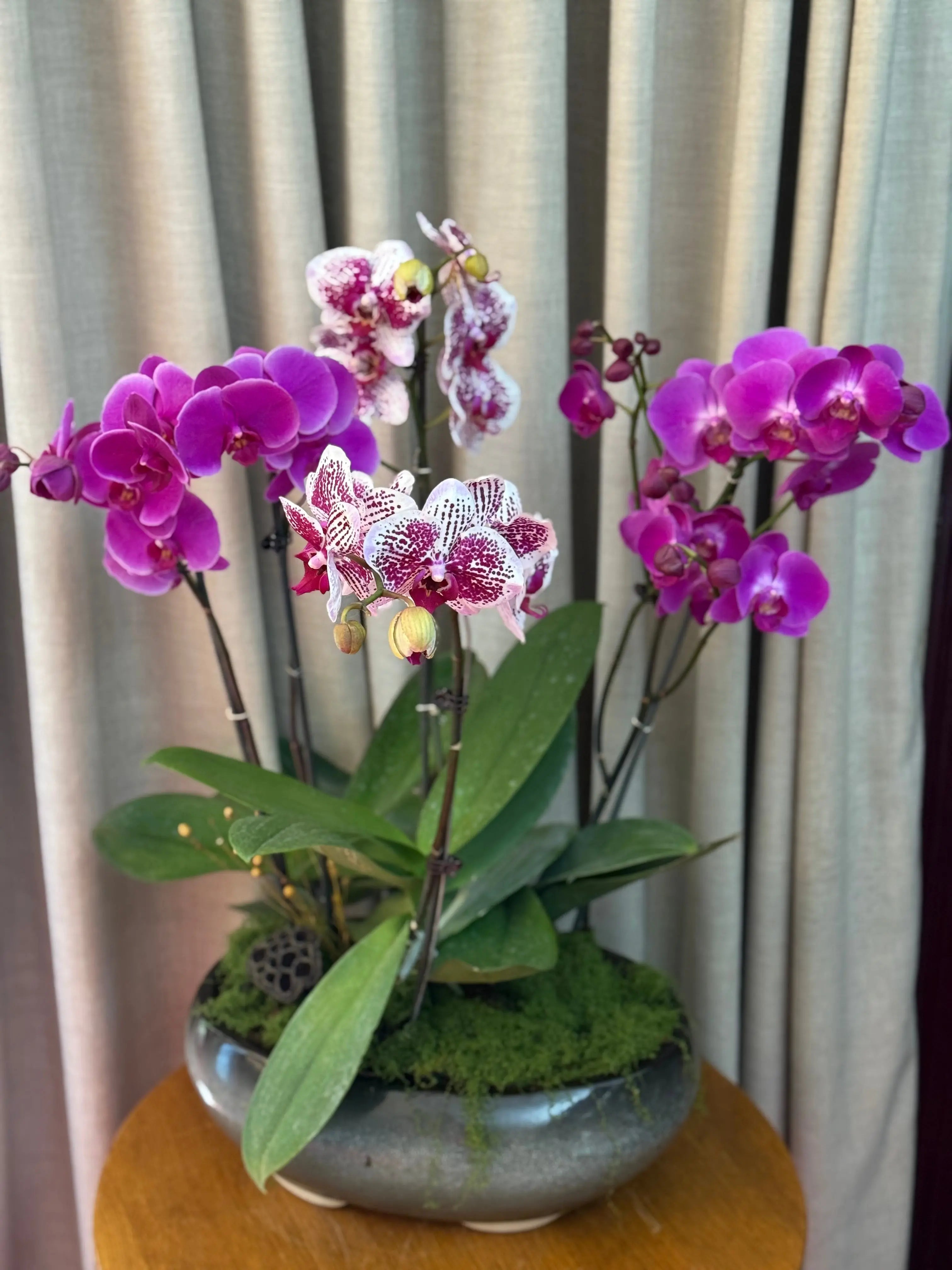 Phalaenopsis Pots - 5 stems Harper seven with Beautiful smile 1magnolialane