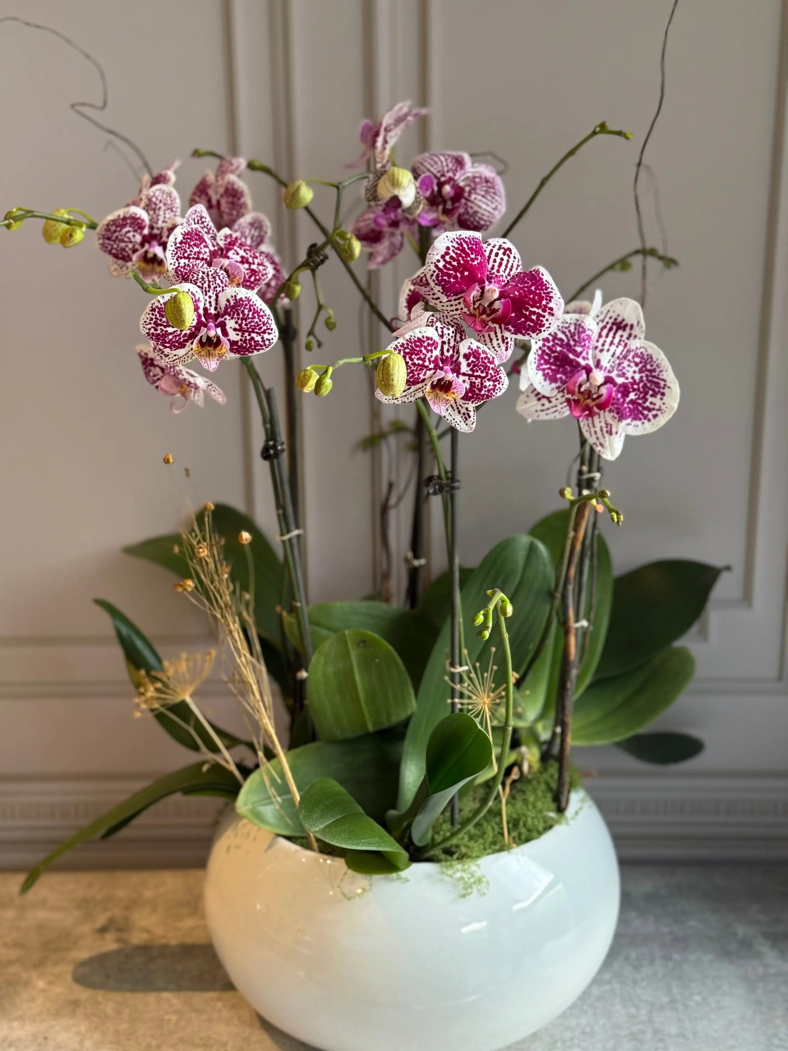 Phalaenopsis Pots - 5 stems 1magnolialane