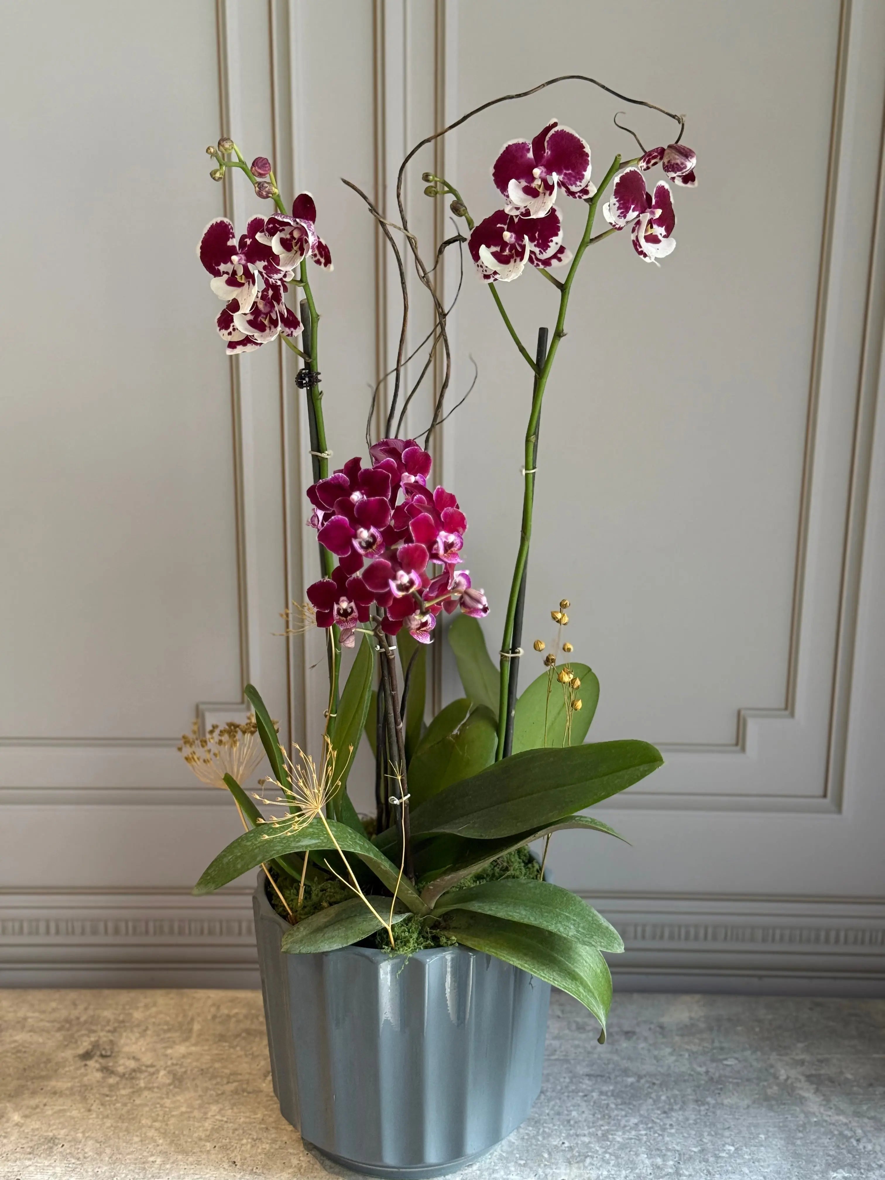 Phalaenopsis Pots - 3 stems 1magnolialane