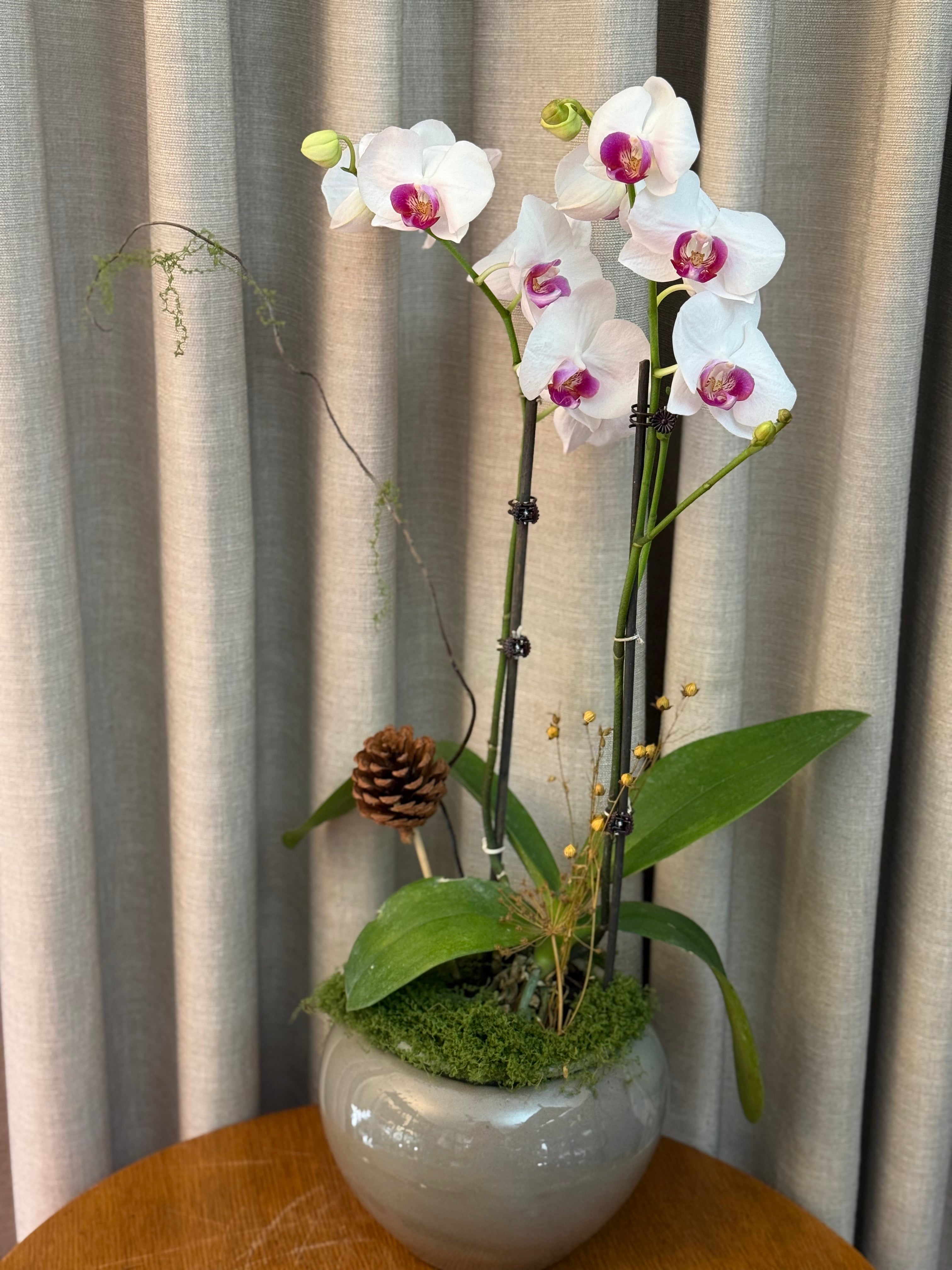 Phalaenopsis Plants - White with pink center