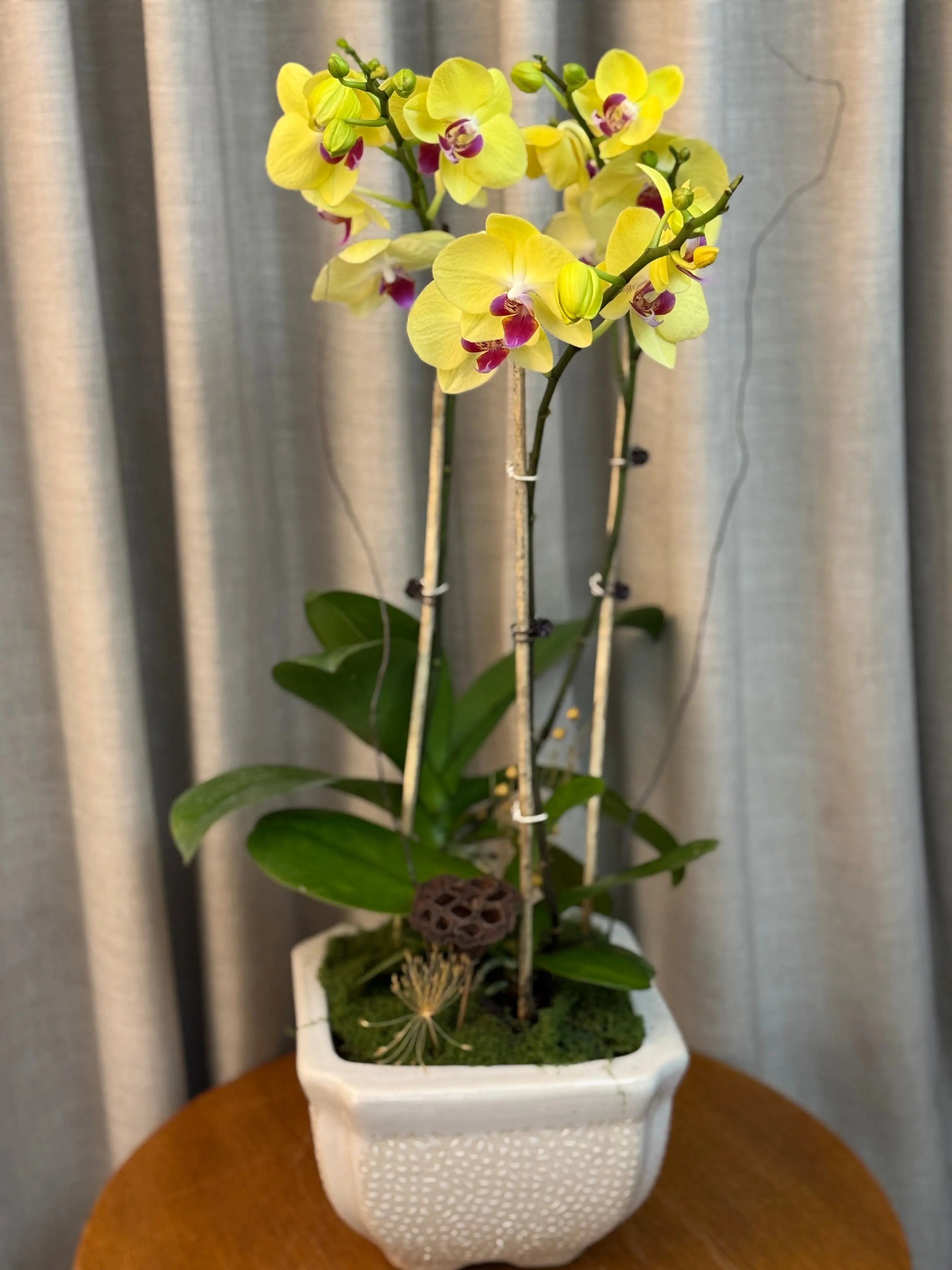 Phalaenopsis Pots - 3 stems Limelight 1magnolialane