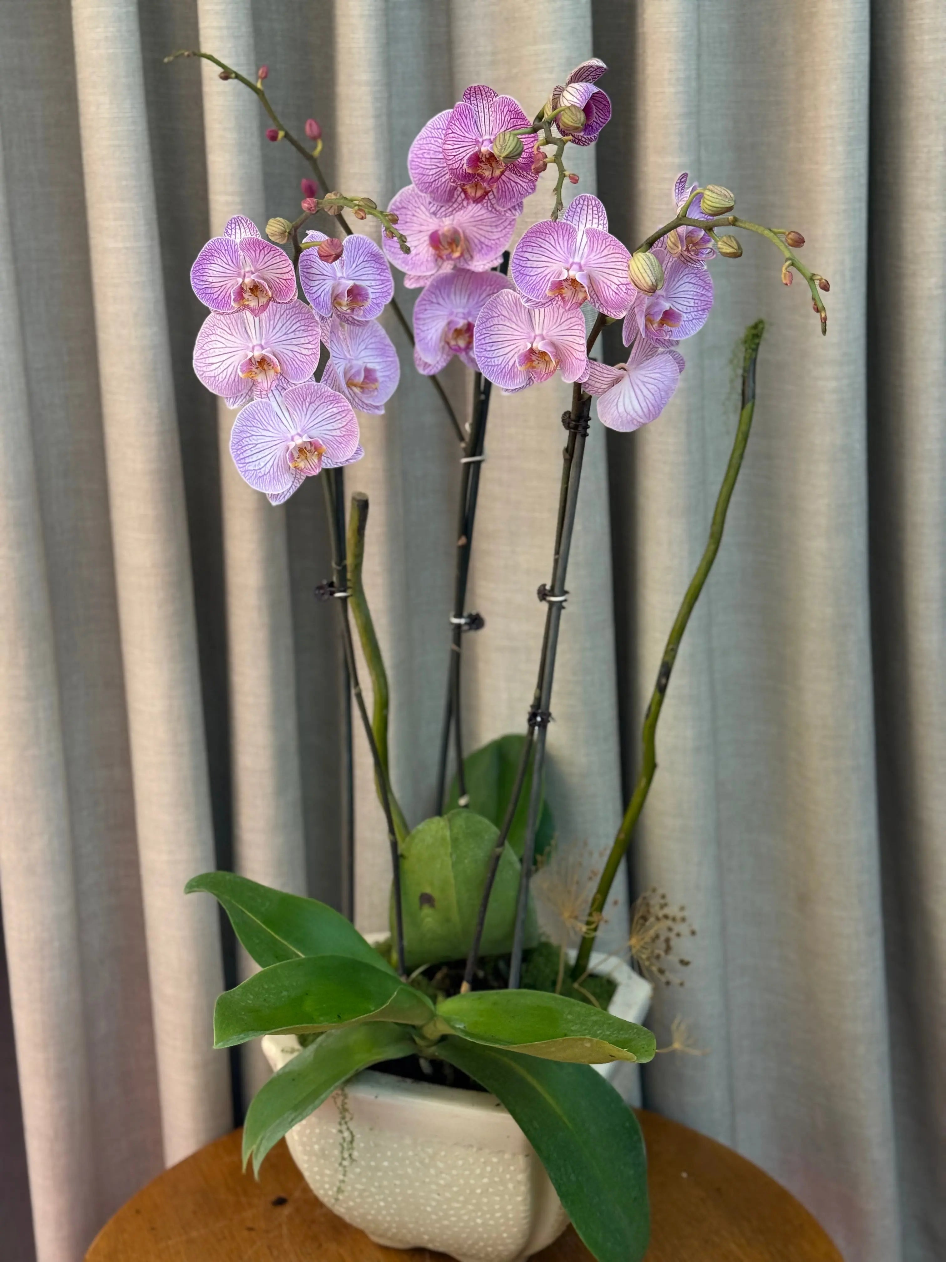 Phalaenopsis Pots - Light Pink Striped 1magnolialane