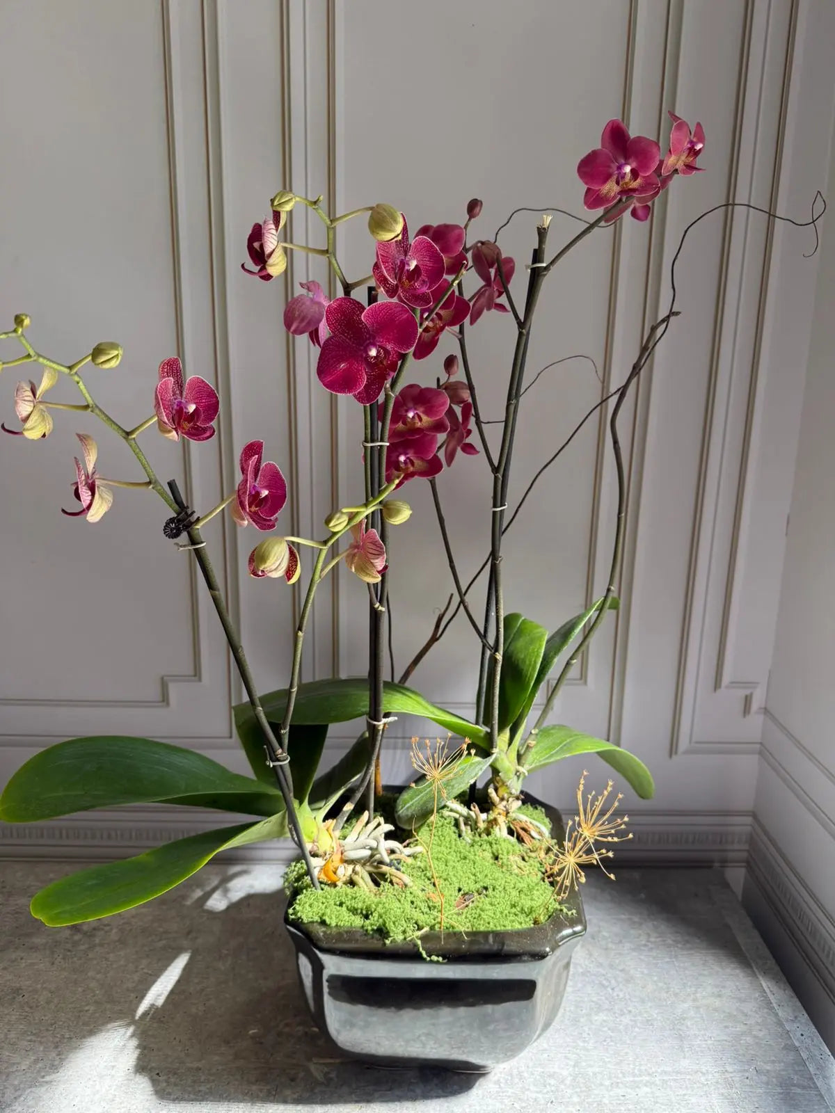 Phalaenopsis Pots (3 stems) 1magnolialane