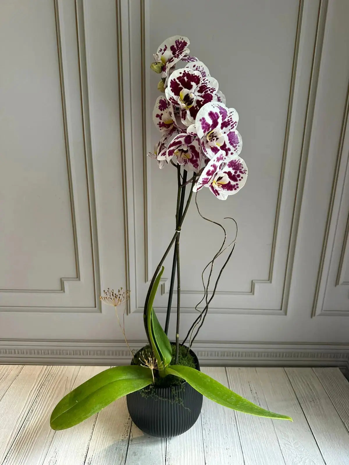 Phalaenopsis Plants (1 Stem) (Prima Piano) 1magnolialane