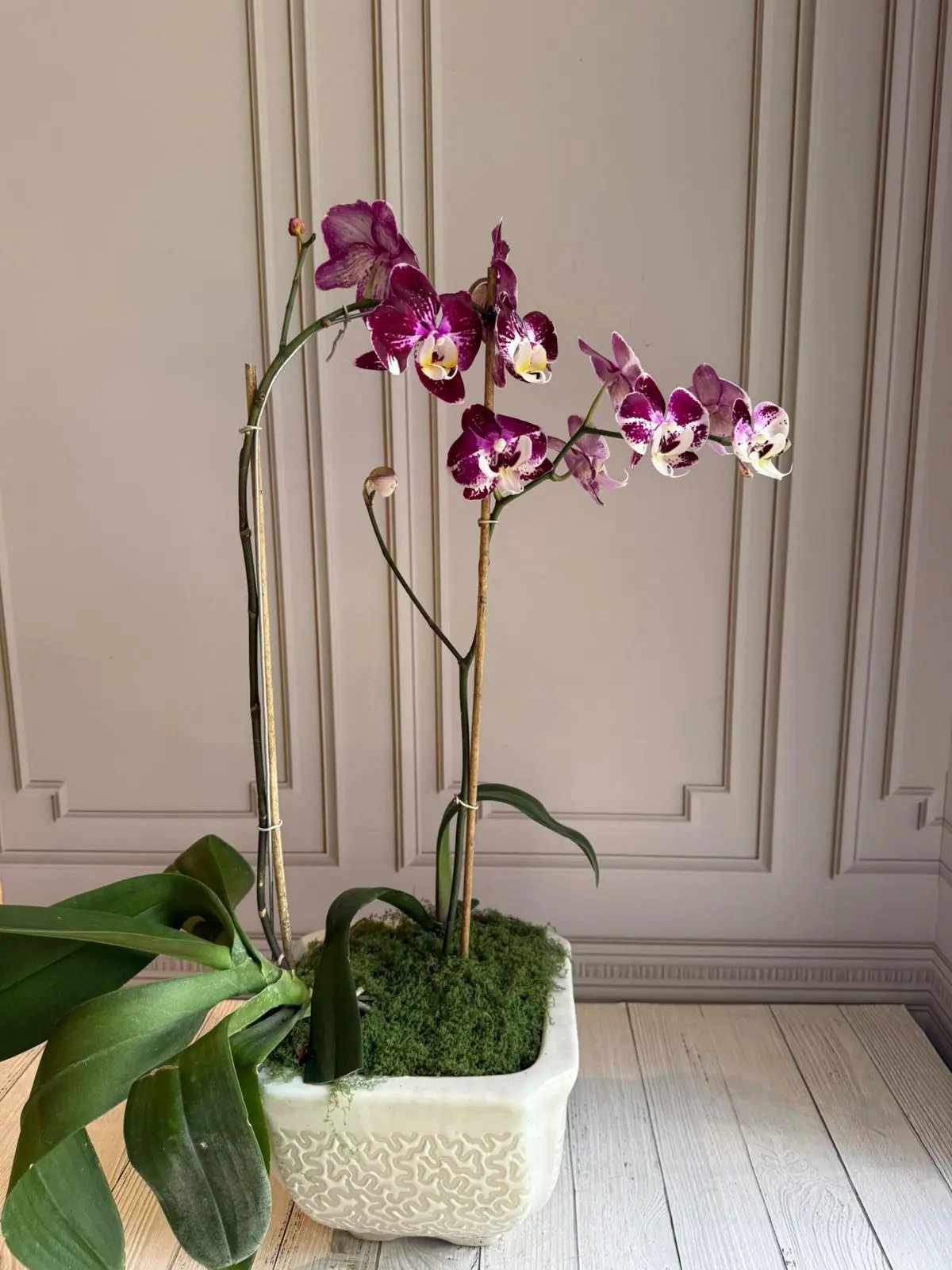 Phalaenopsis Pots (2 stems) (Orchion) 1magnolialane
