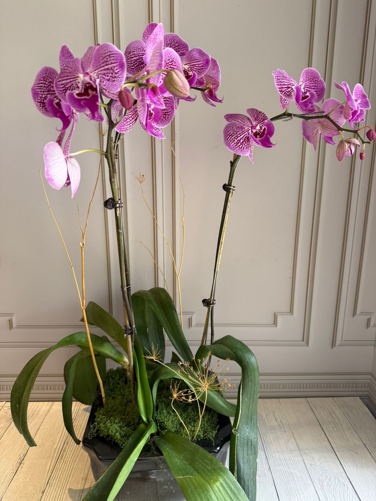 Phalaenopsis Plant - Dark Pink