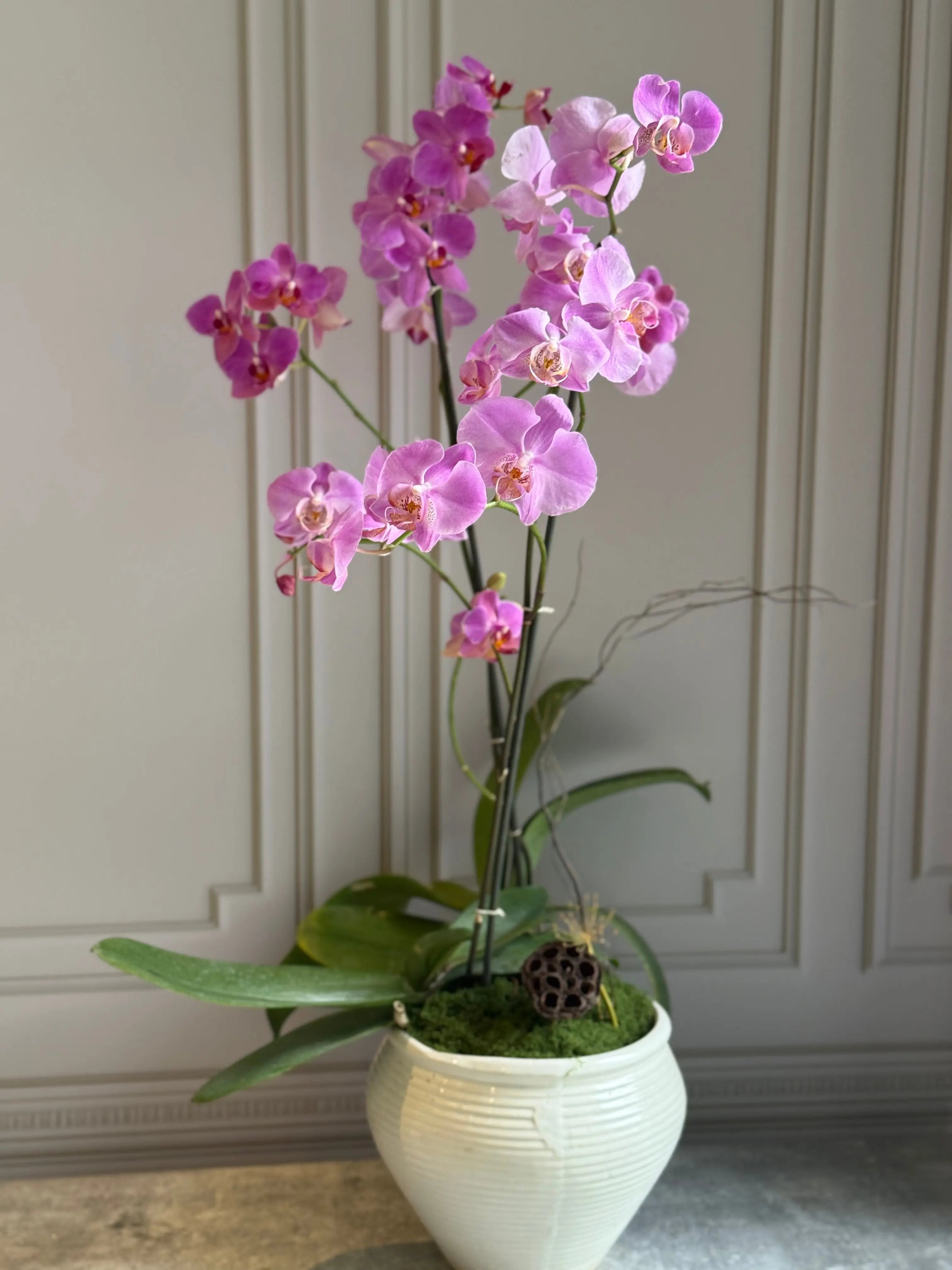 Phalaenopsis Pots - 2 stems 1magnolialane