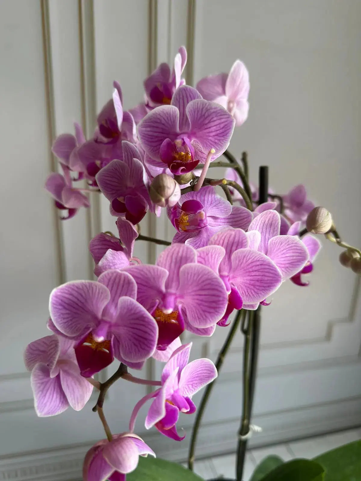 Phalaenopsis Plants (1 Stem) (Arcadia) 1magnolialane