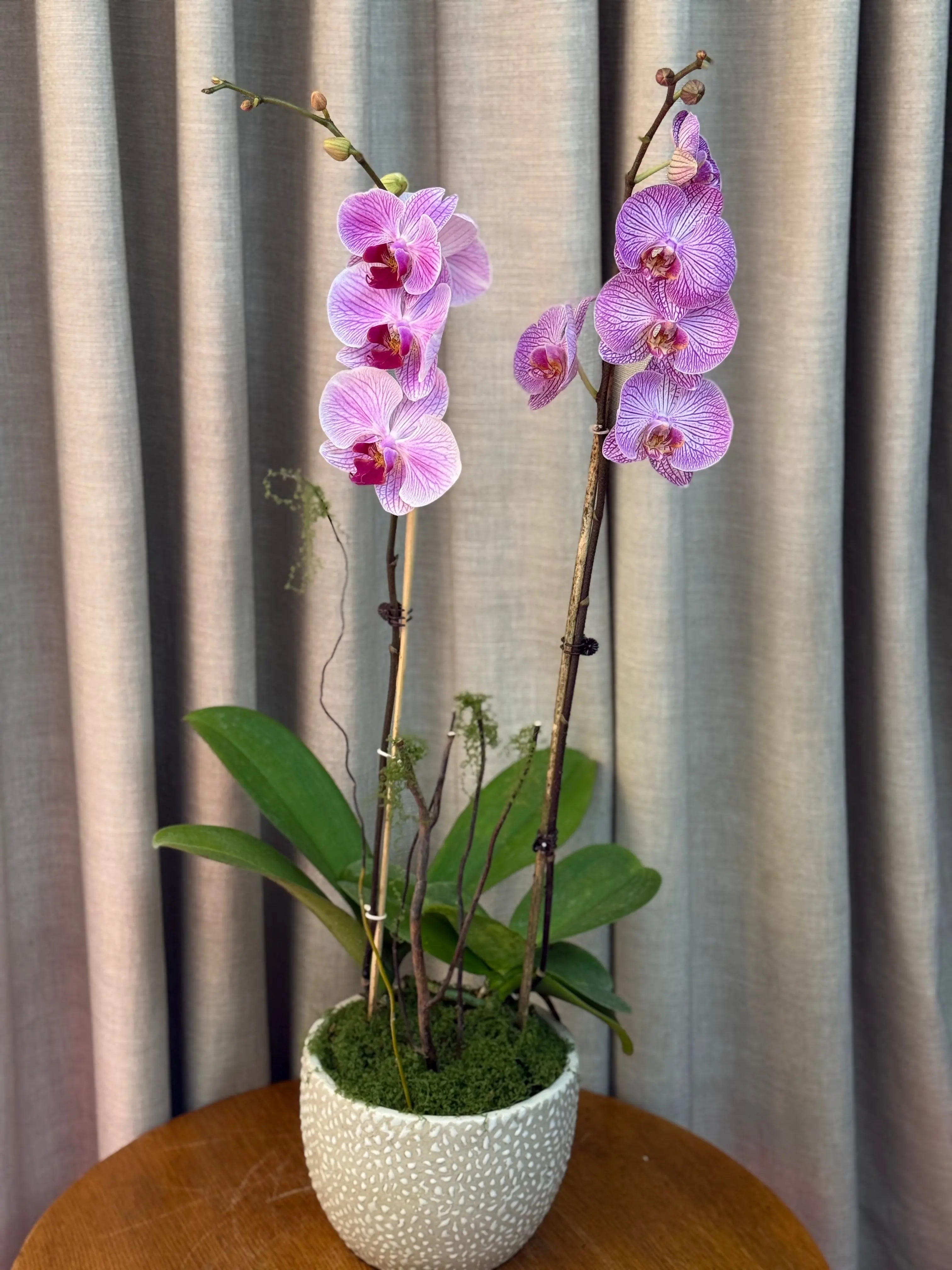 Light pink Striped 1magnolialane