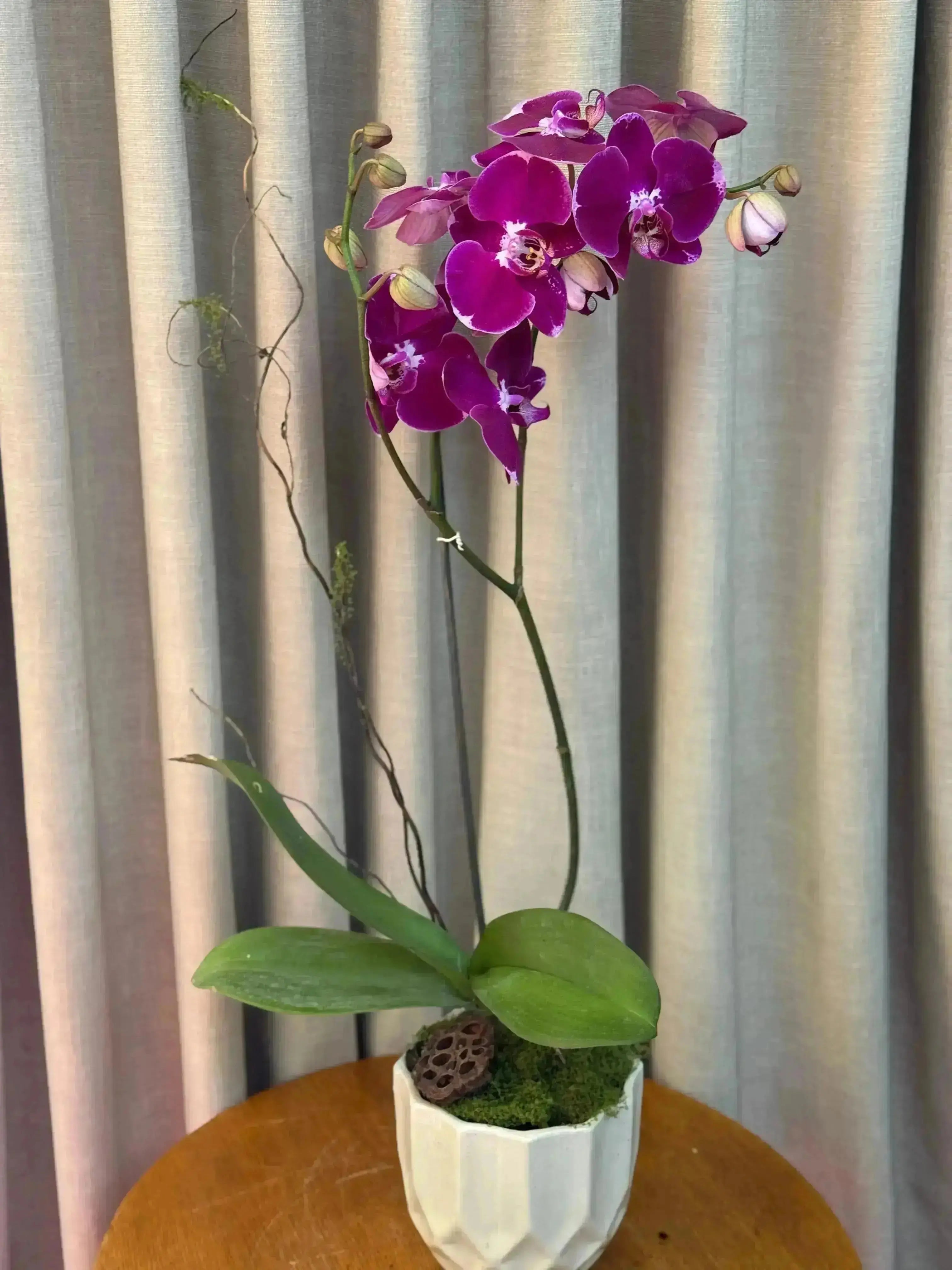 Phalaenopsis Pots - 1 Stem 1magnolialane