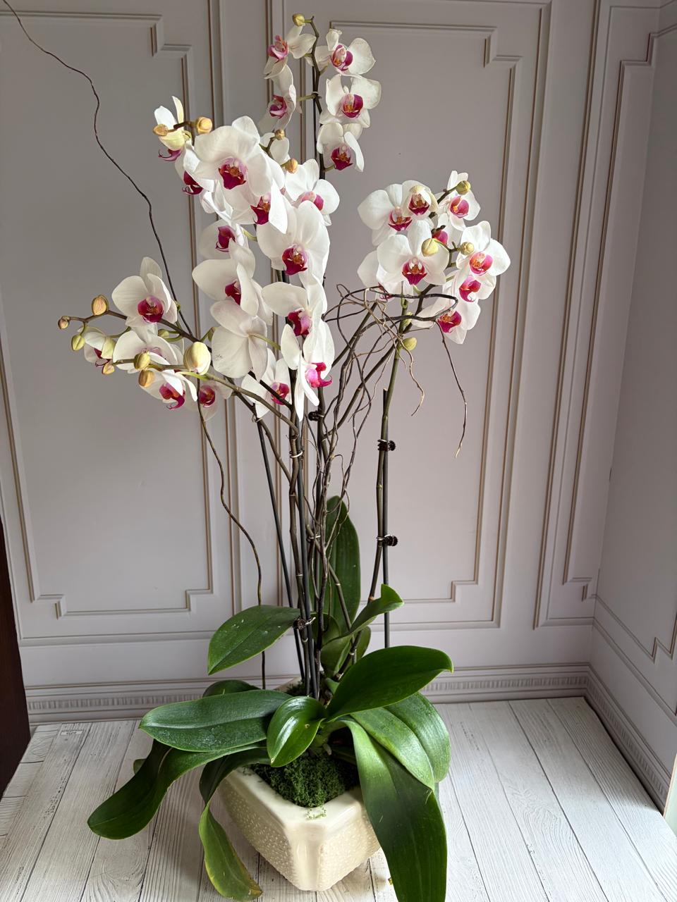 Phalaenopsis Plants - White with pink center
