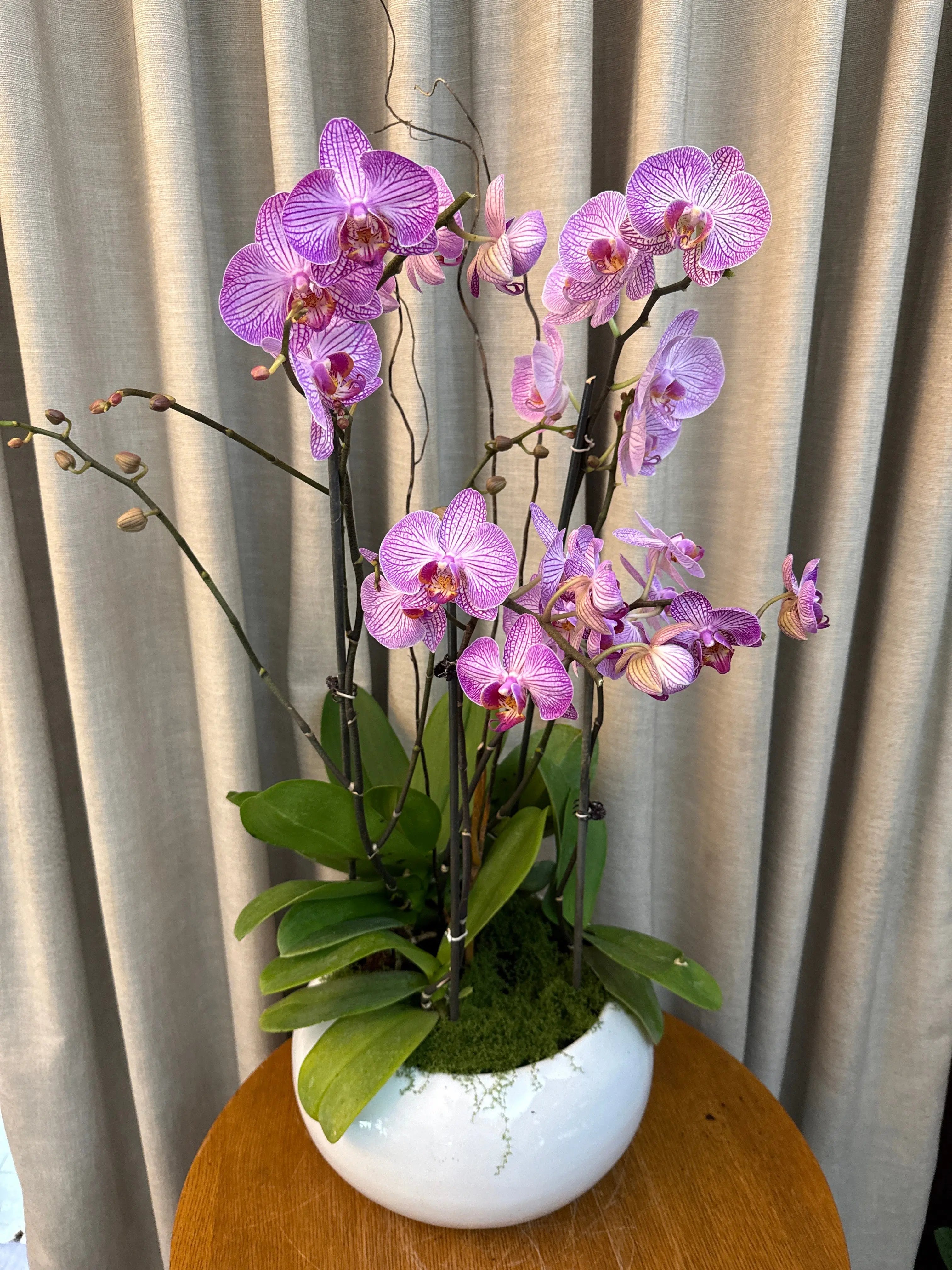 Phalaenopsis Pots - 4 stems Arcadia 1magnolialane