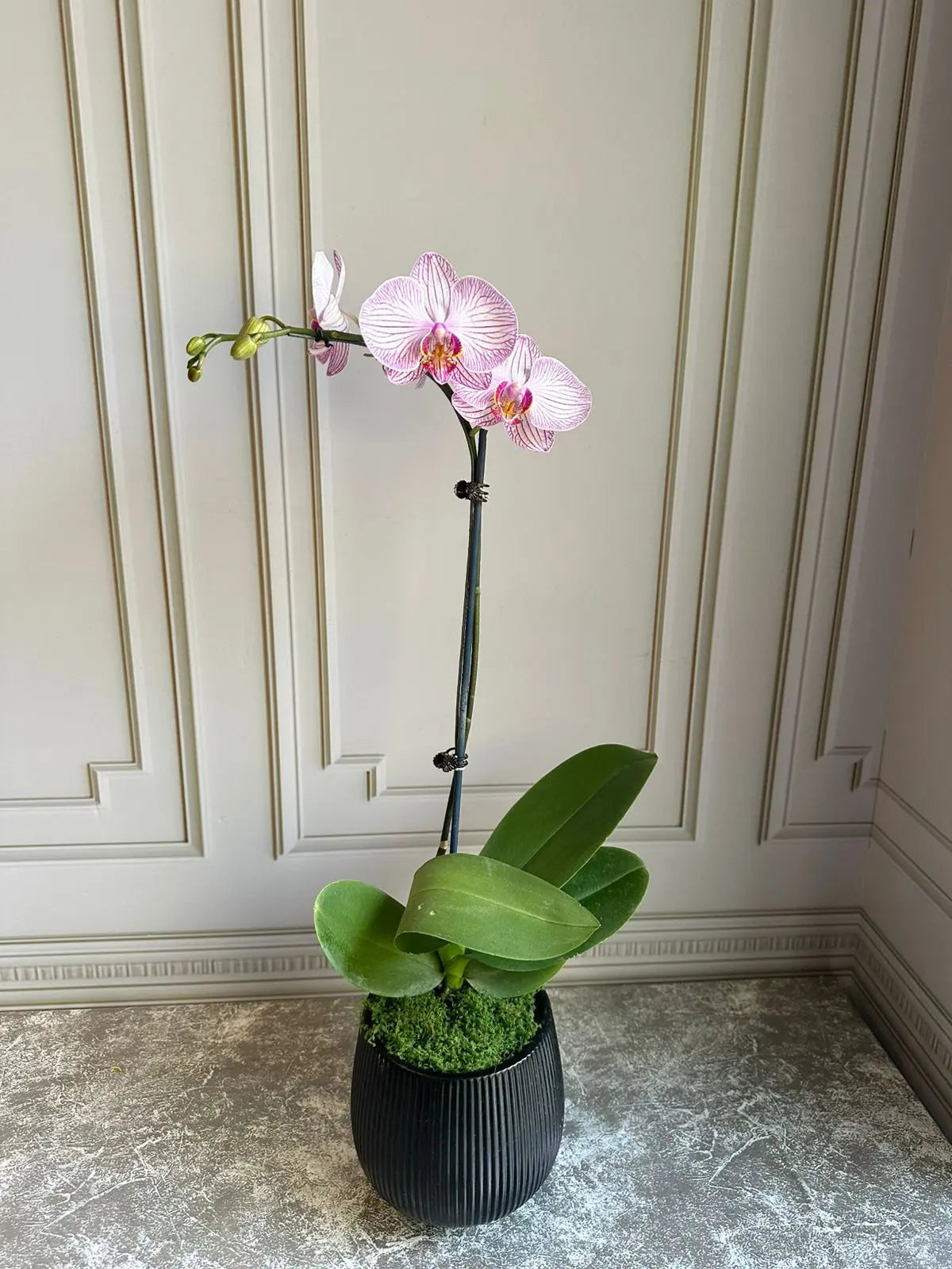 Phalaenopsis Plants (1 Stem) Light Pink with Stripes 1magnolialane