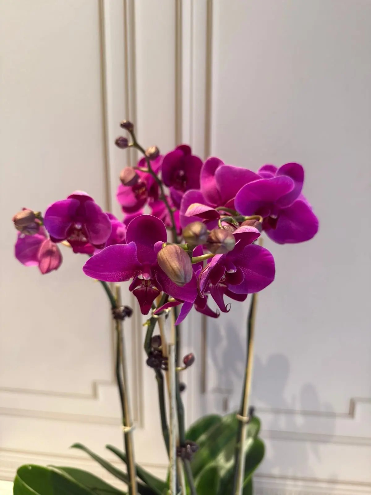 Phalaenopsis Pots - 4 Stems Dark Pink 1magnolialane