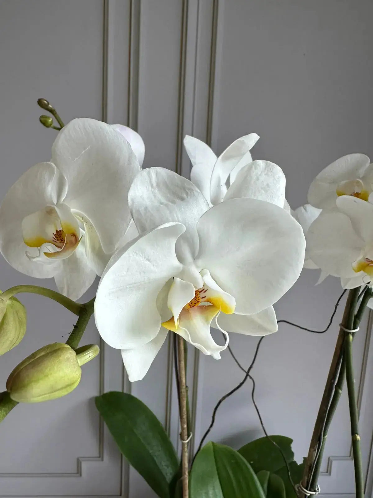 Phalaenopsis Pots (2 stems) (Limelight) 1magnolialane
