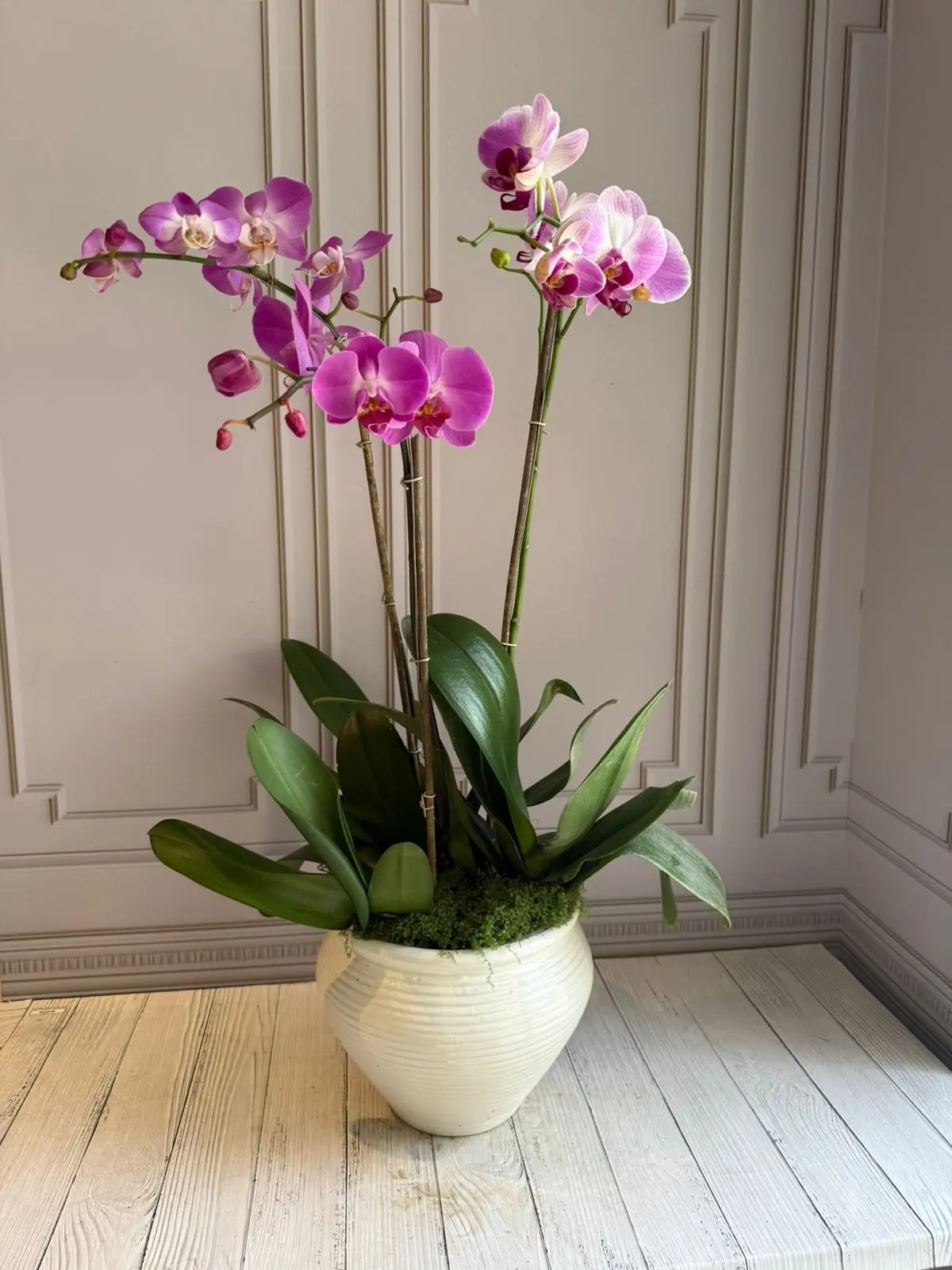 Phalaenopsis Pots (2 stems) (Perceval) 1magnolialane