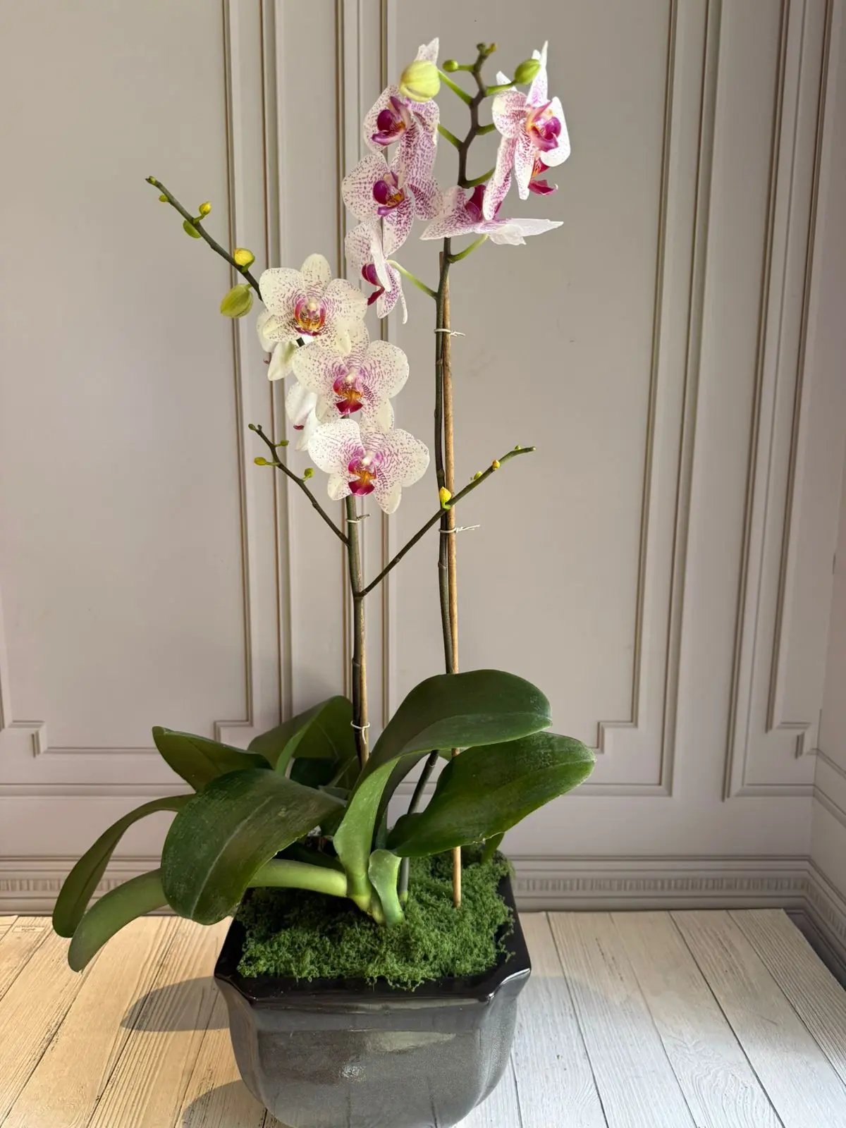 Phalaenopsis Pots (2 stems) (Fancy Freckles) 1magnolialane