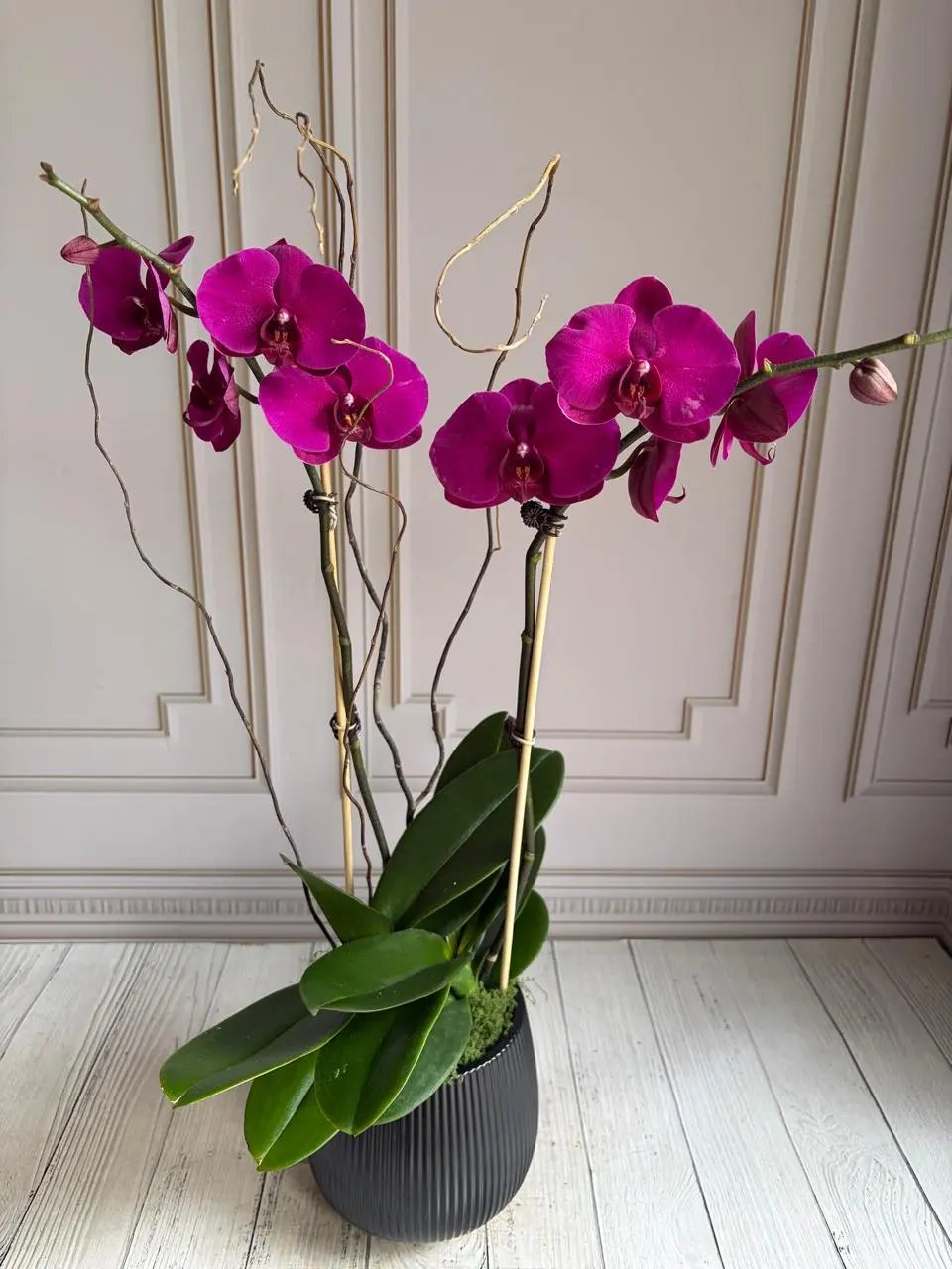 Phalaenopsis Pots - (2 stems) Dark Pink 1magnolialane