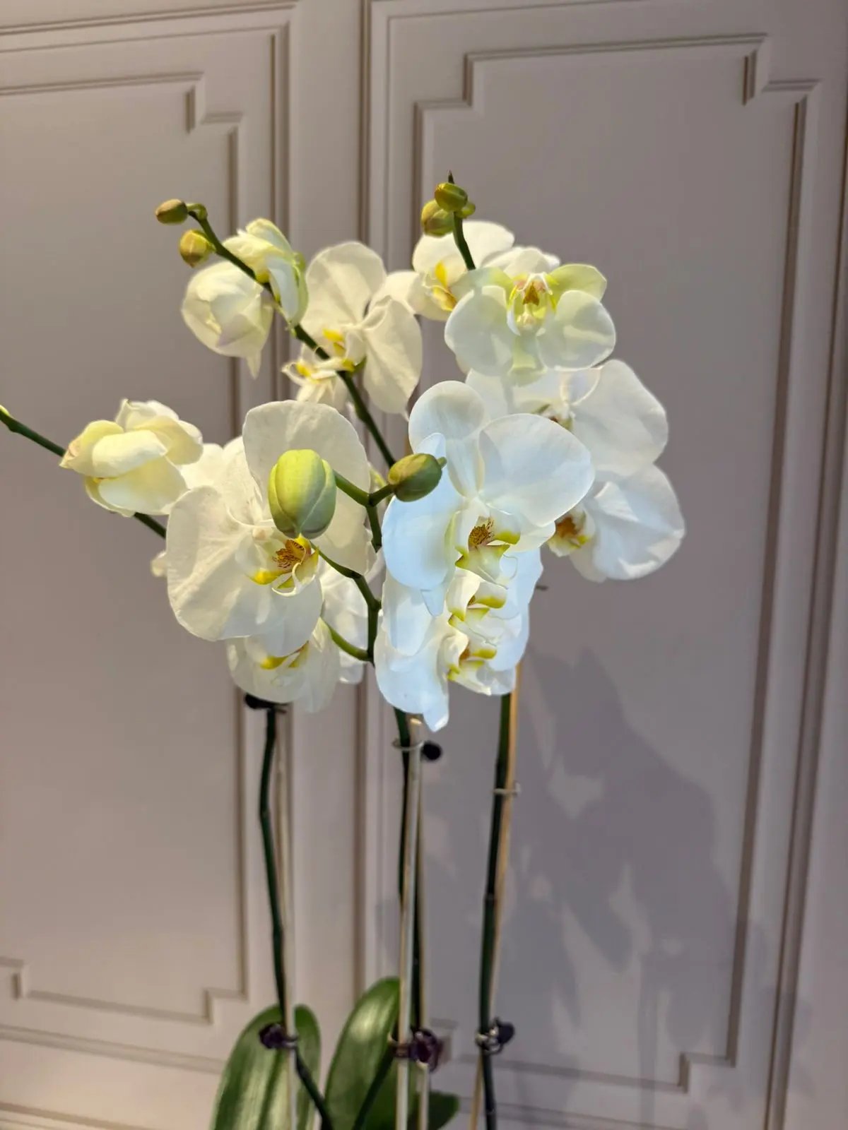 Phalaenopsis Pots - 4 Stems White with yellow center 1magnolialane