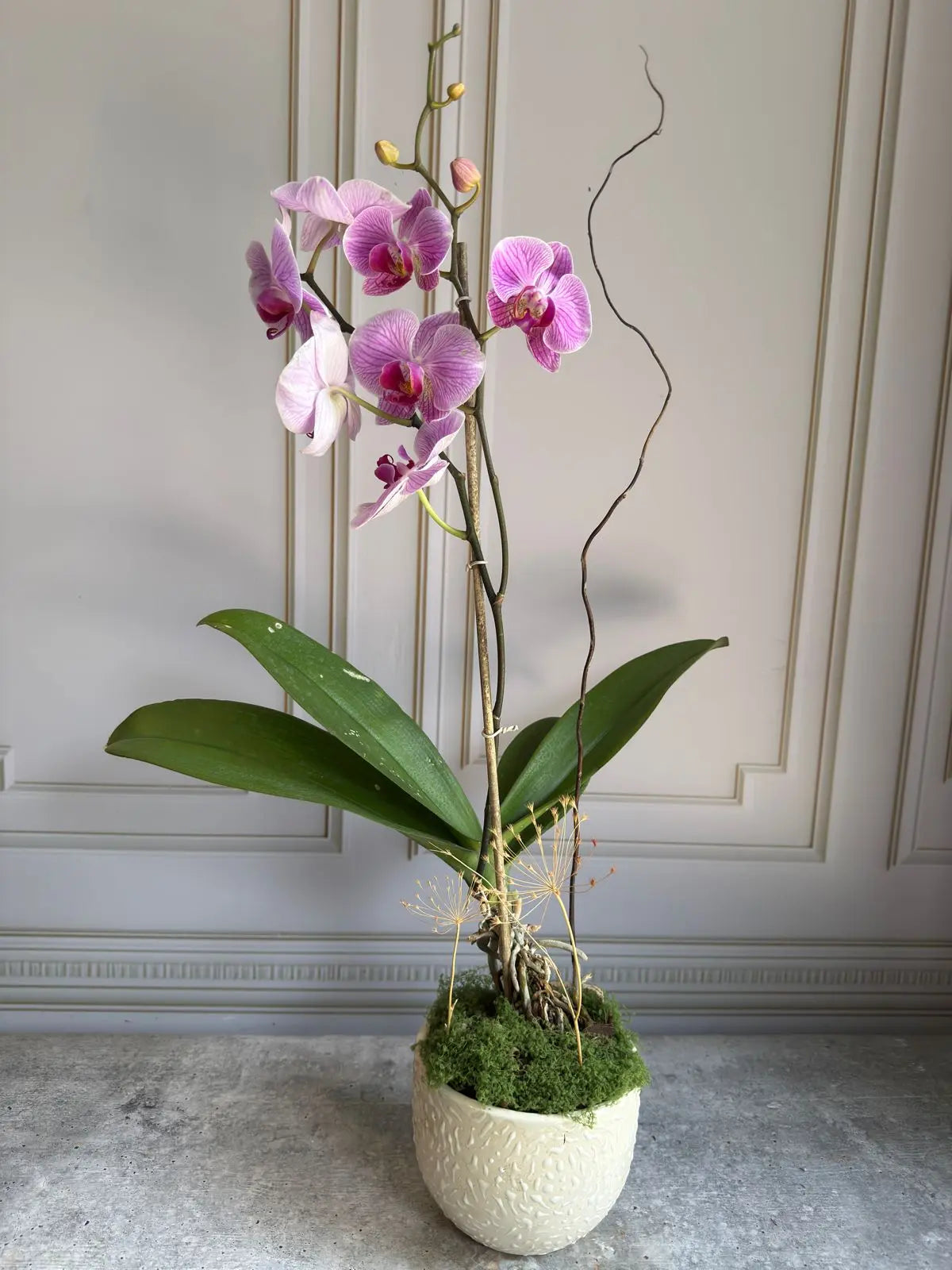 Phalaenopsis Plants (1 Stem) 1magnolialane