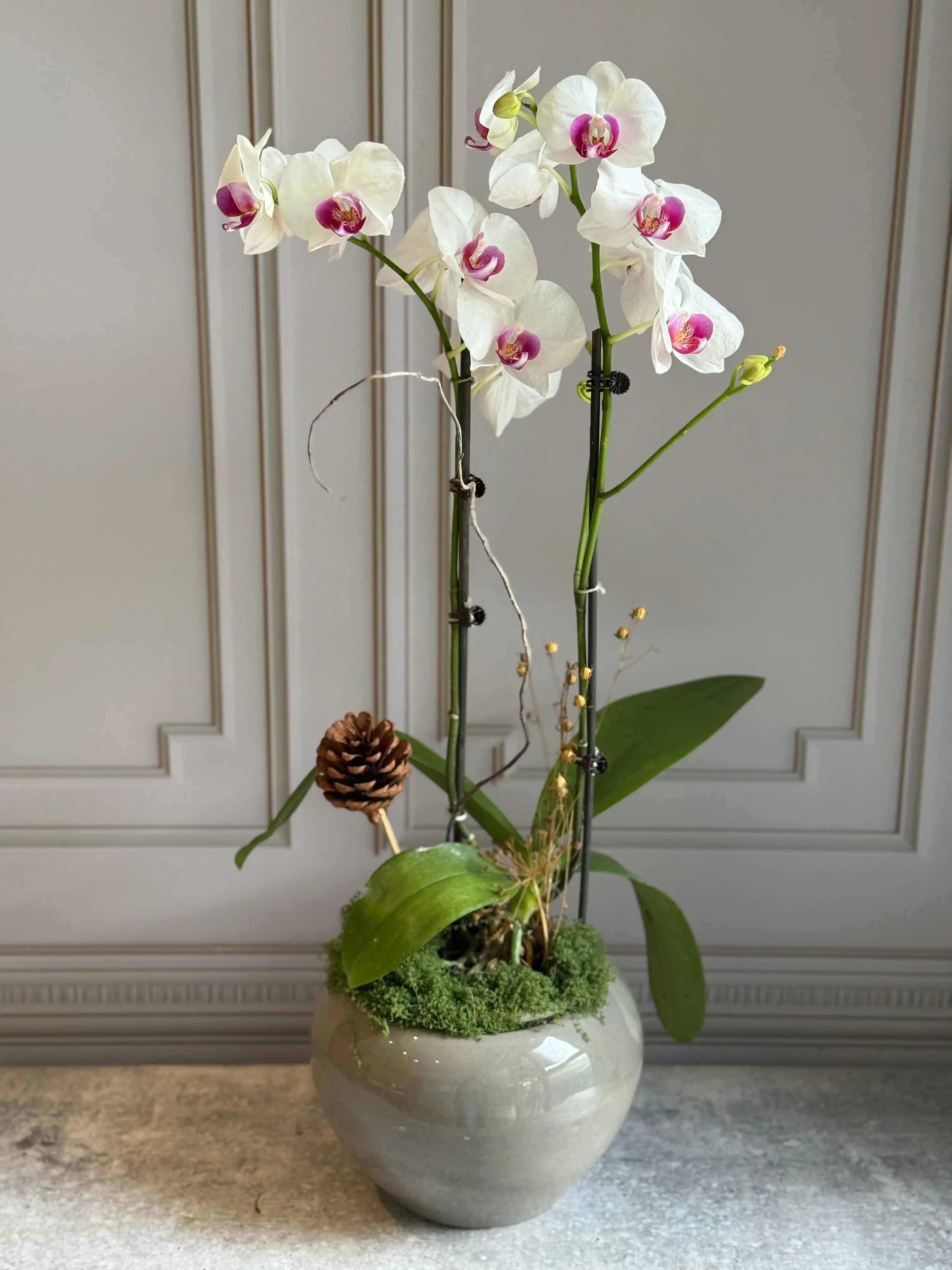 Phalaenopsis Pots - 2 stems 1magnolialane