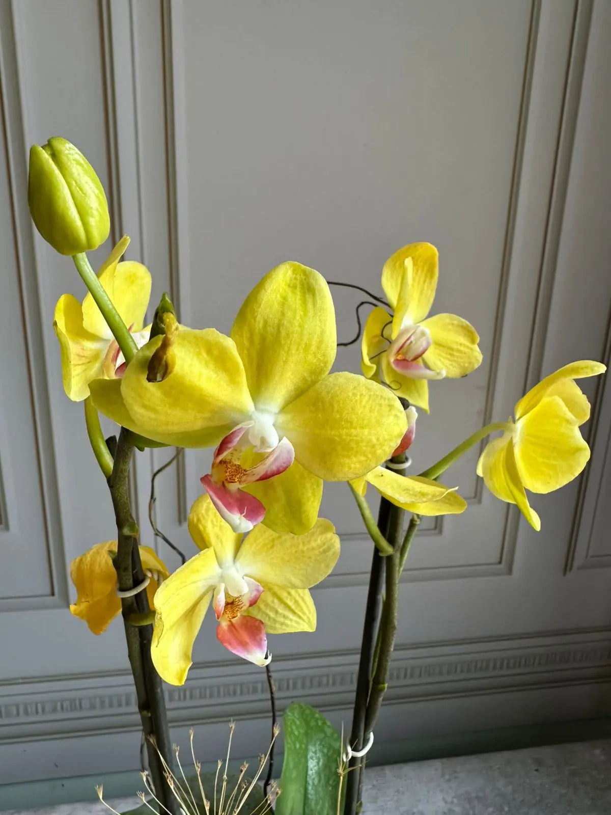 Phalaenopsis Pots (2 stems) Limelight 1magnolialane