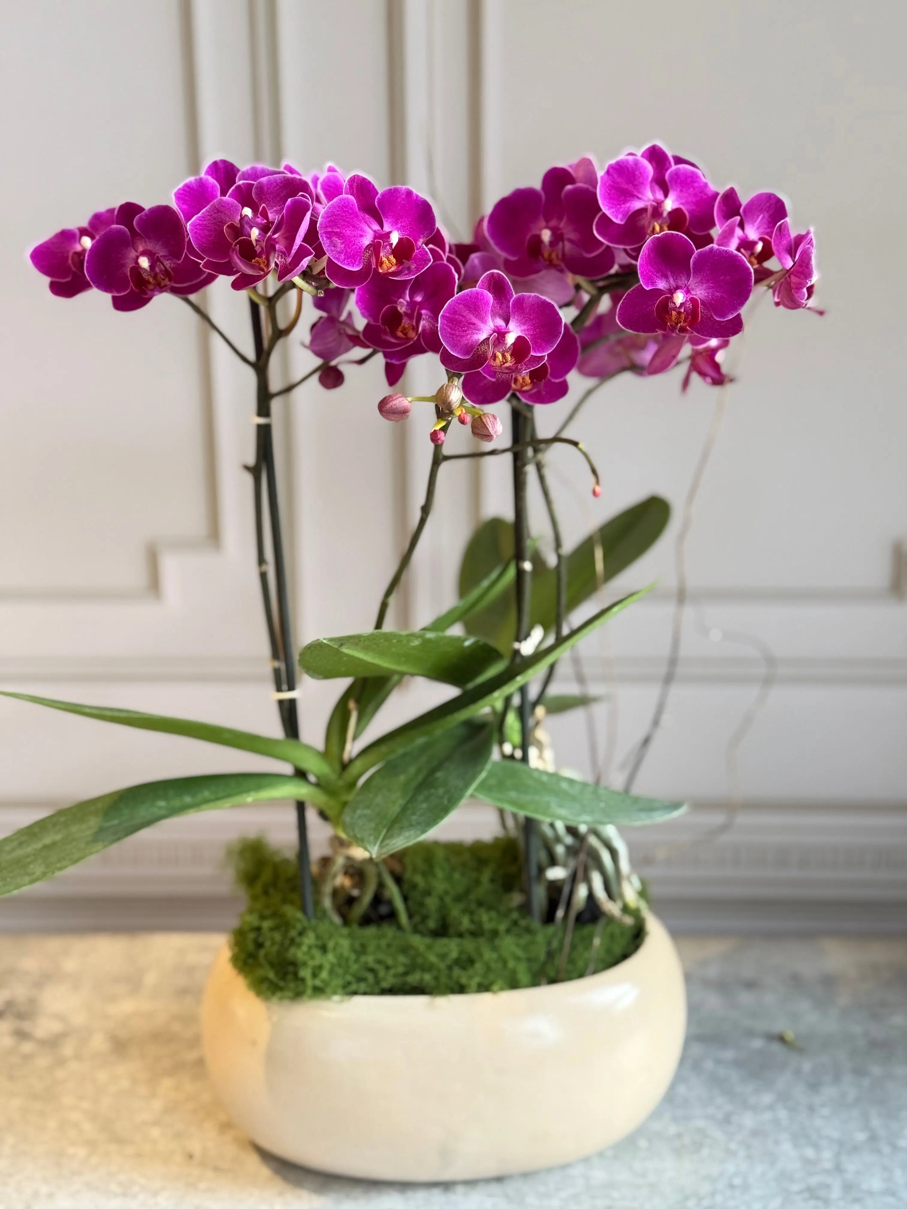 Phalaenopsis Pots - 2 stems 1magnolialane