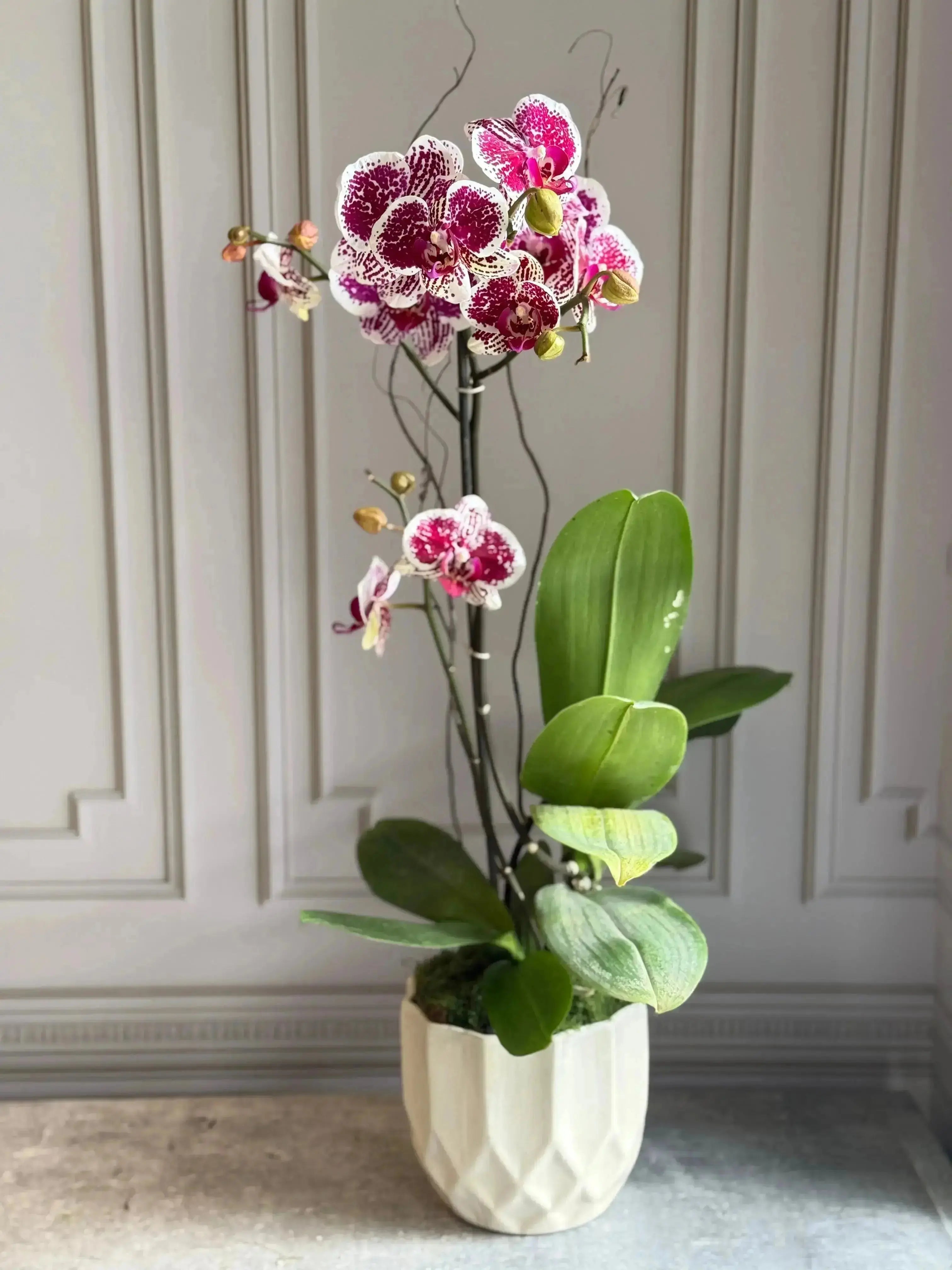 Phalaenopsis Pots - 1 Stem 1magnolialane