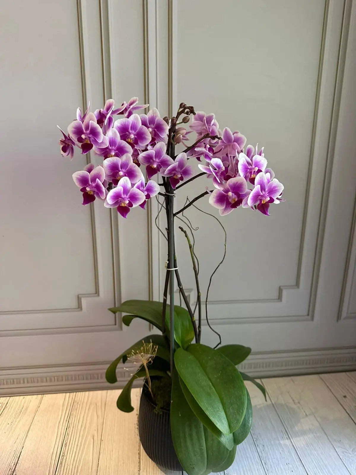 Phalaenopsis Plants (1 Stem) (Wiggle Giggle) 1magnolialane