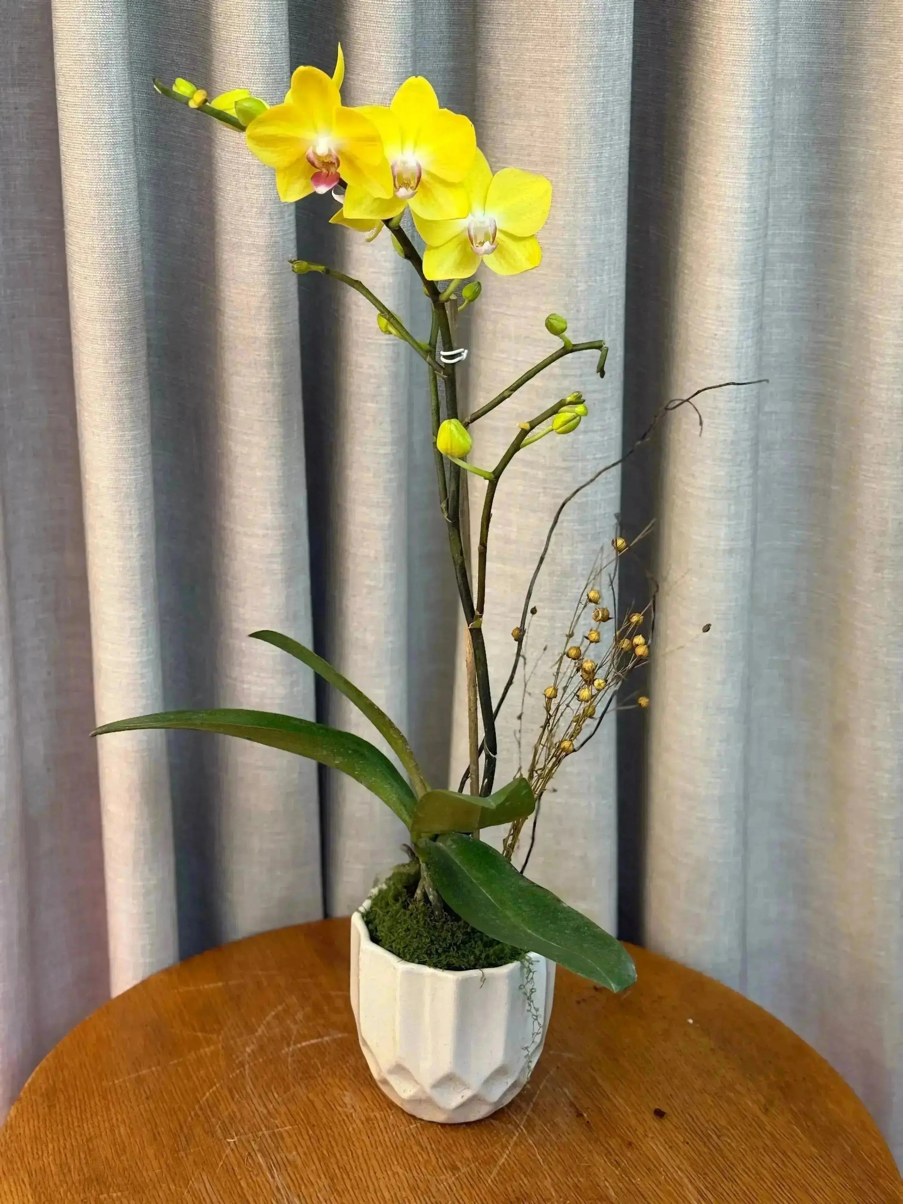 Phalaenopsis Pots - 1 Stem 1magnolialane
