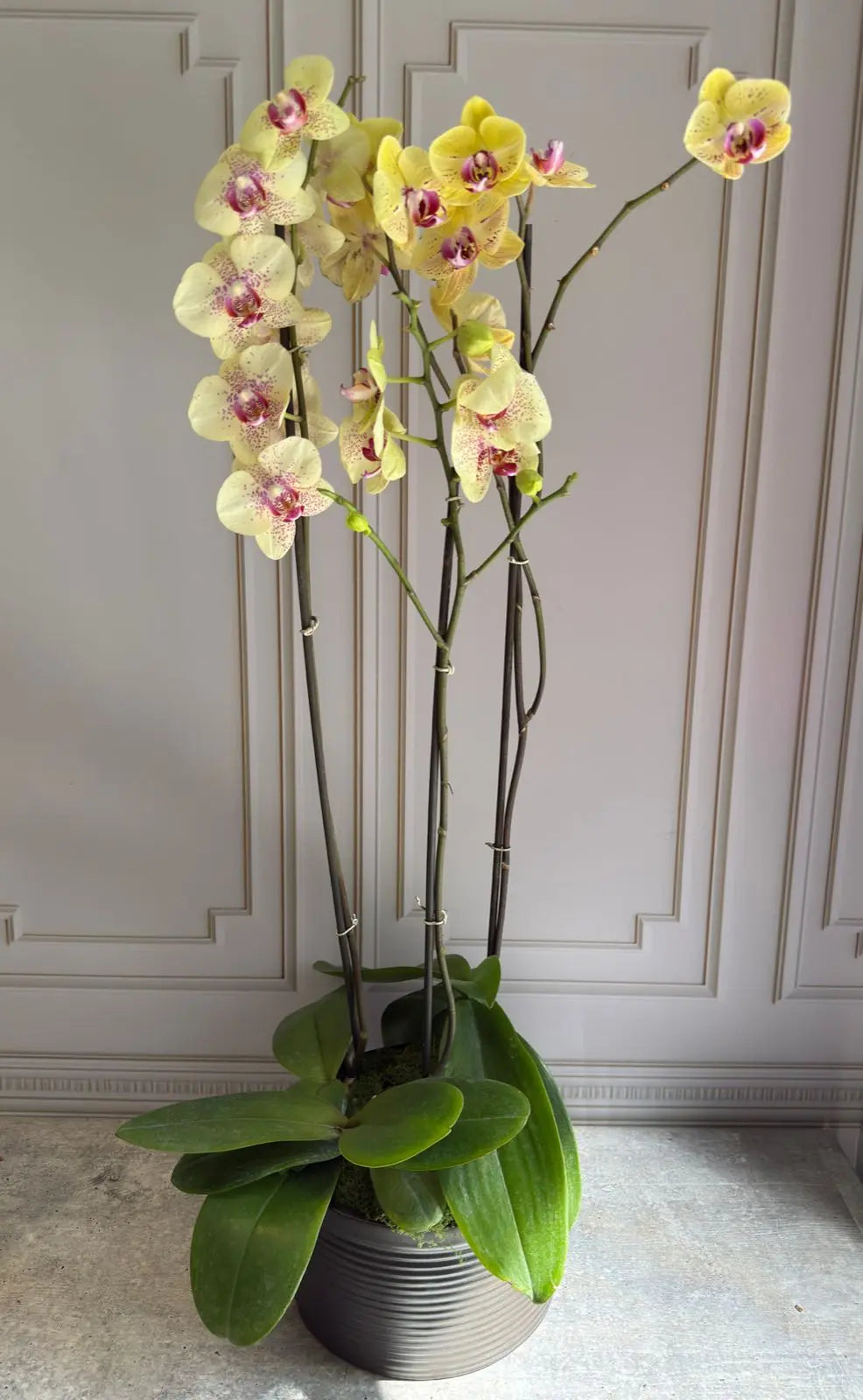 Phalaenopsis Pots (3 stems) 1magnolialane