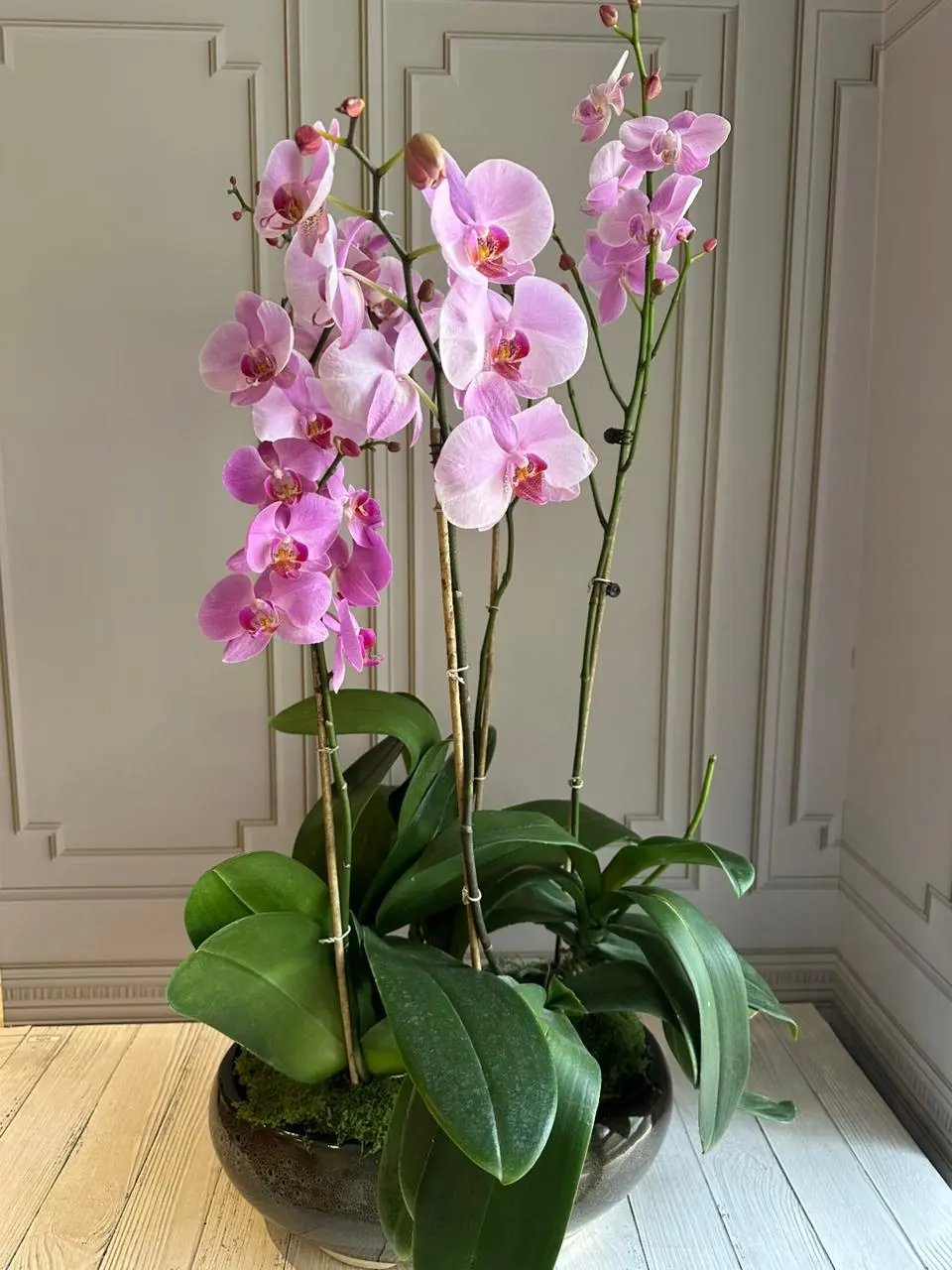 Phalaenopsis Pots - 5 Stems (Spring Glow) 1magnolialane