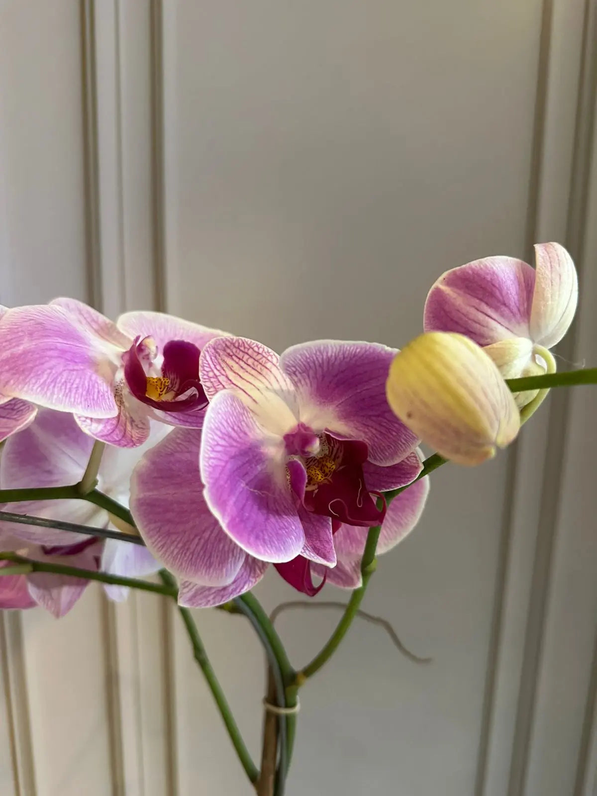 Phalaenopsis Pots (2 stems) (Heartbreaker) 1magnolialane