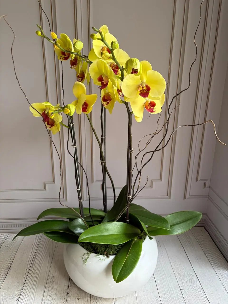Phalaenopsis Pots (3 stems) Yellow 1magnolialane