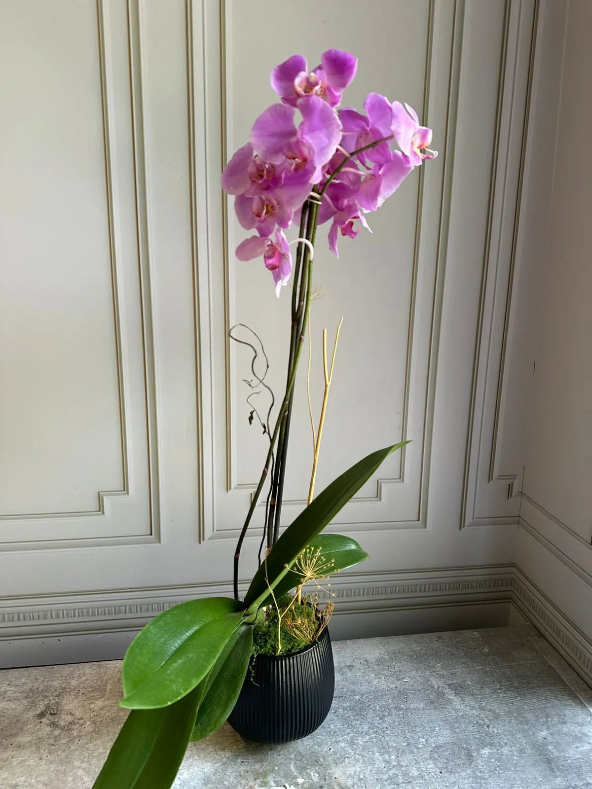 Phalaenopsis Pots ( 2 stems ) 24 1magnolialane