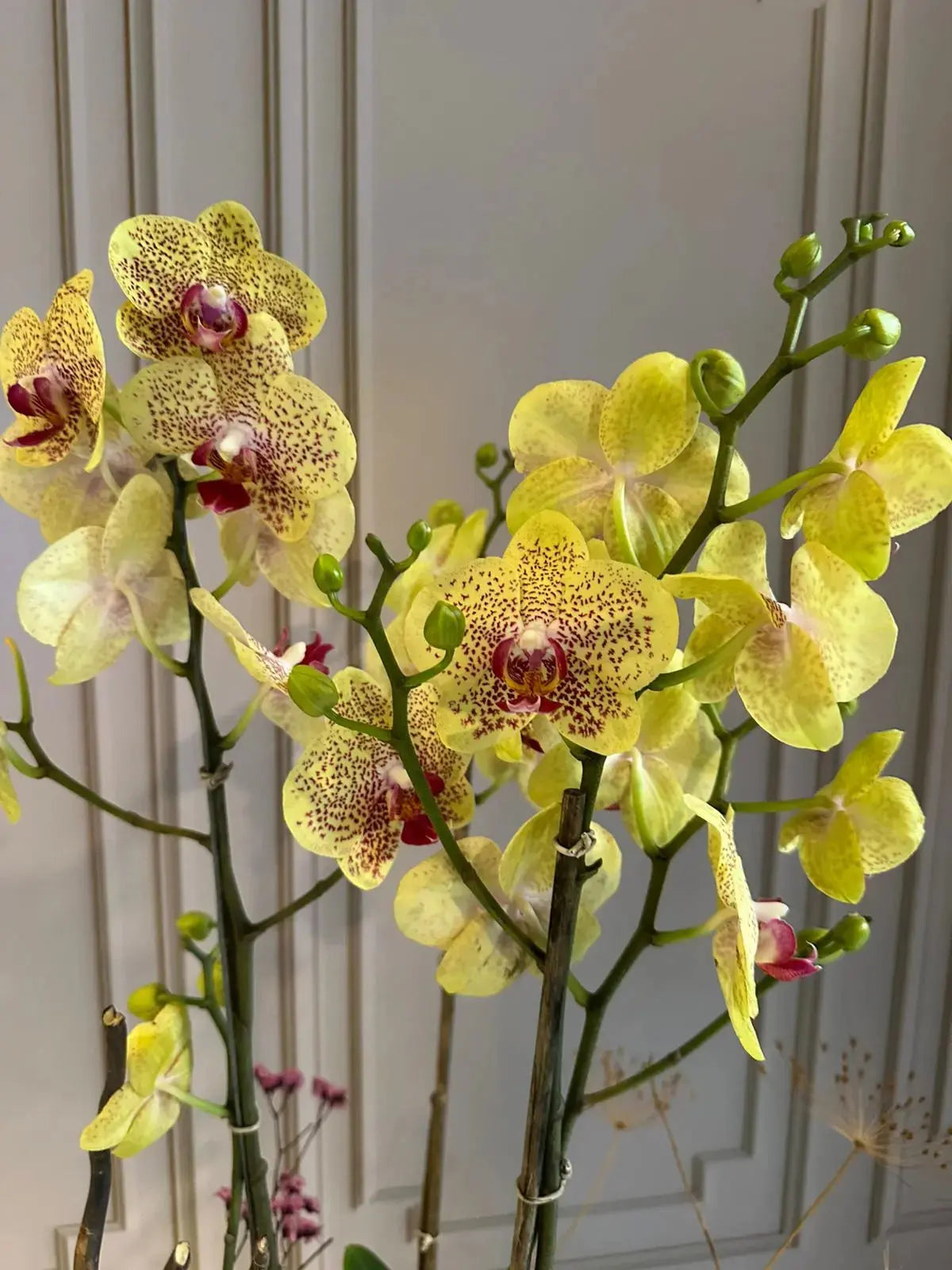 Phalaenopsis Pots (3 stems) (Fancy Freckles) 1magnolialane