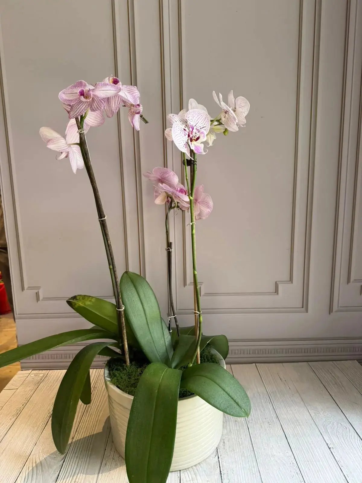Phalaenopsis Pots - 3 Stems (Little Star) 1magnolialane