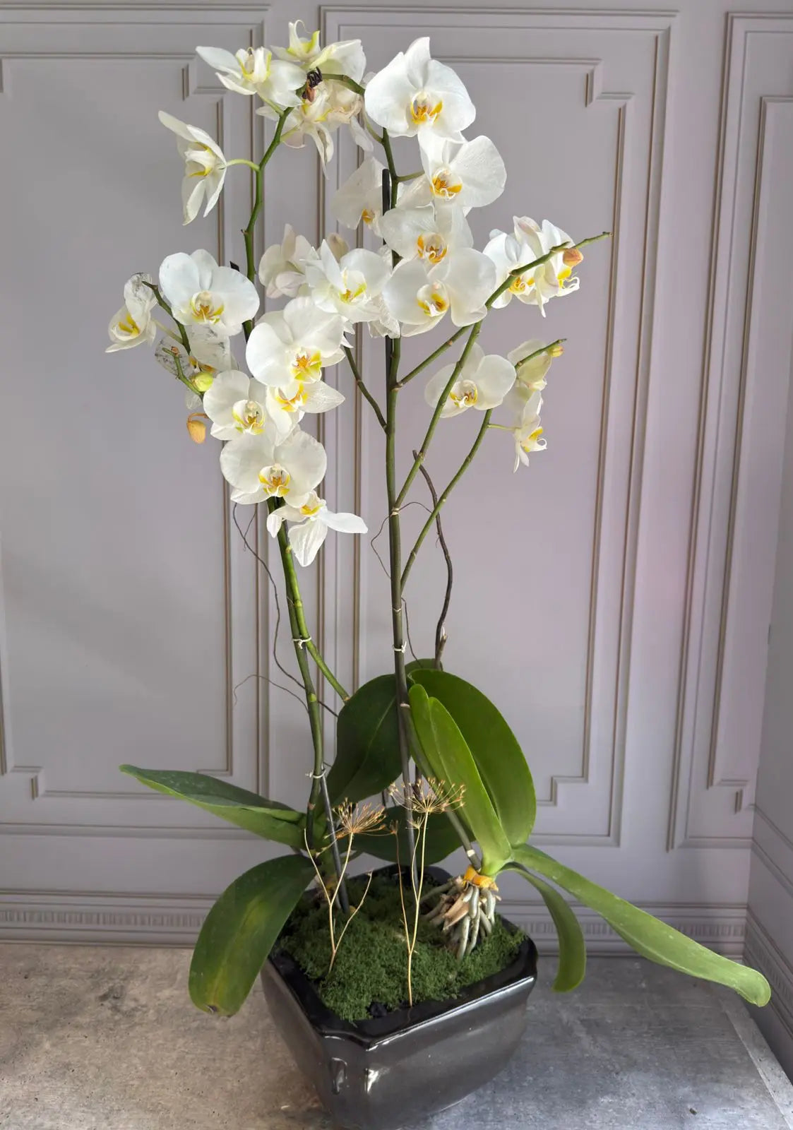 Phalaenopsis Pots (3 stems) 1magnolialane
