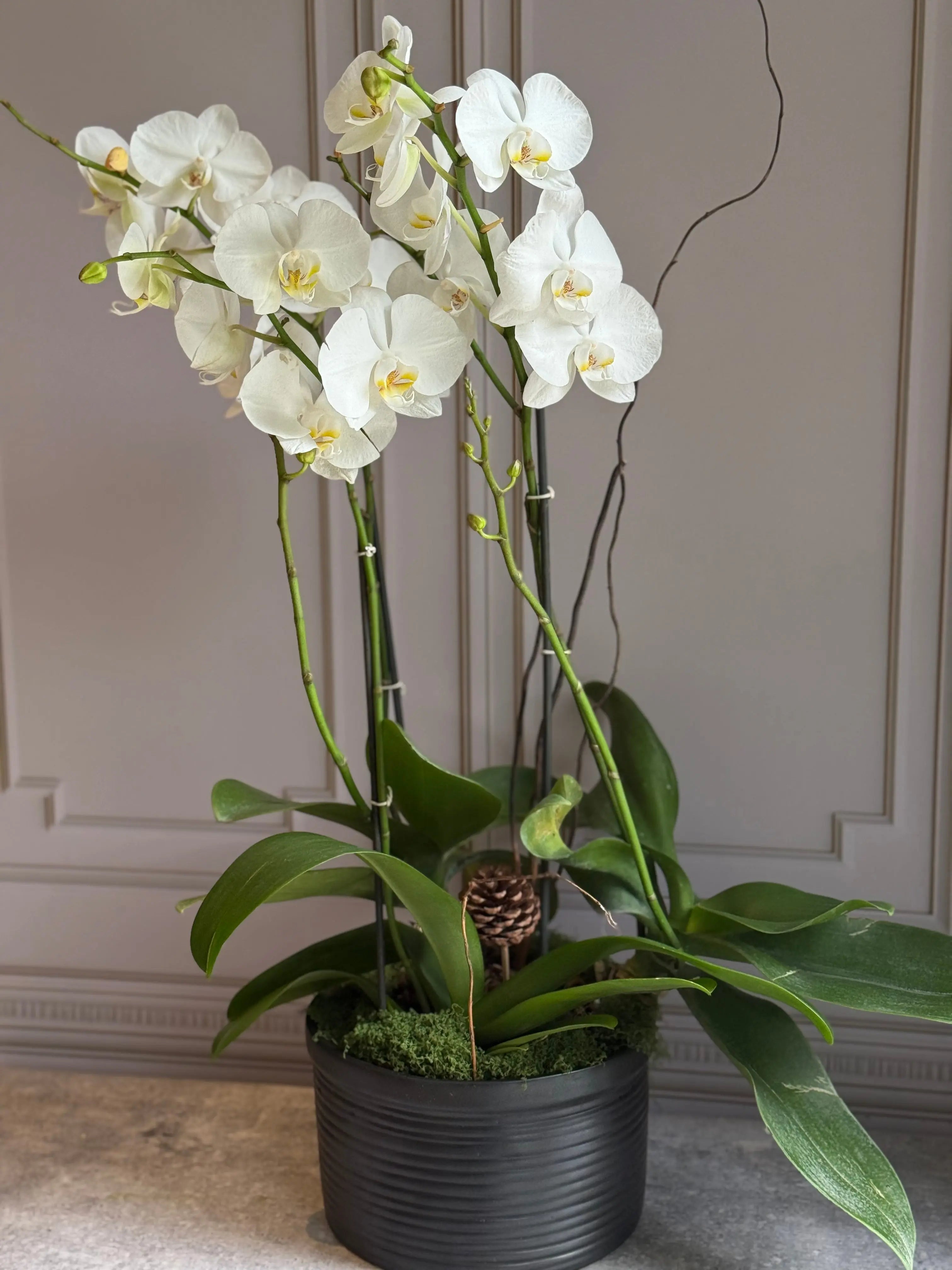 Phalaenopsis Pots - 3 stems 1magnolialane
