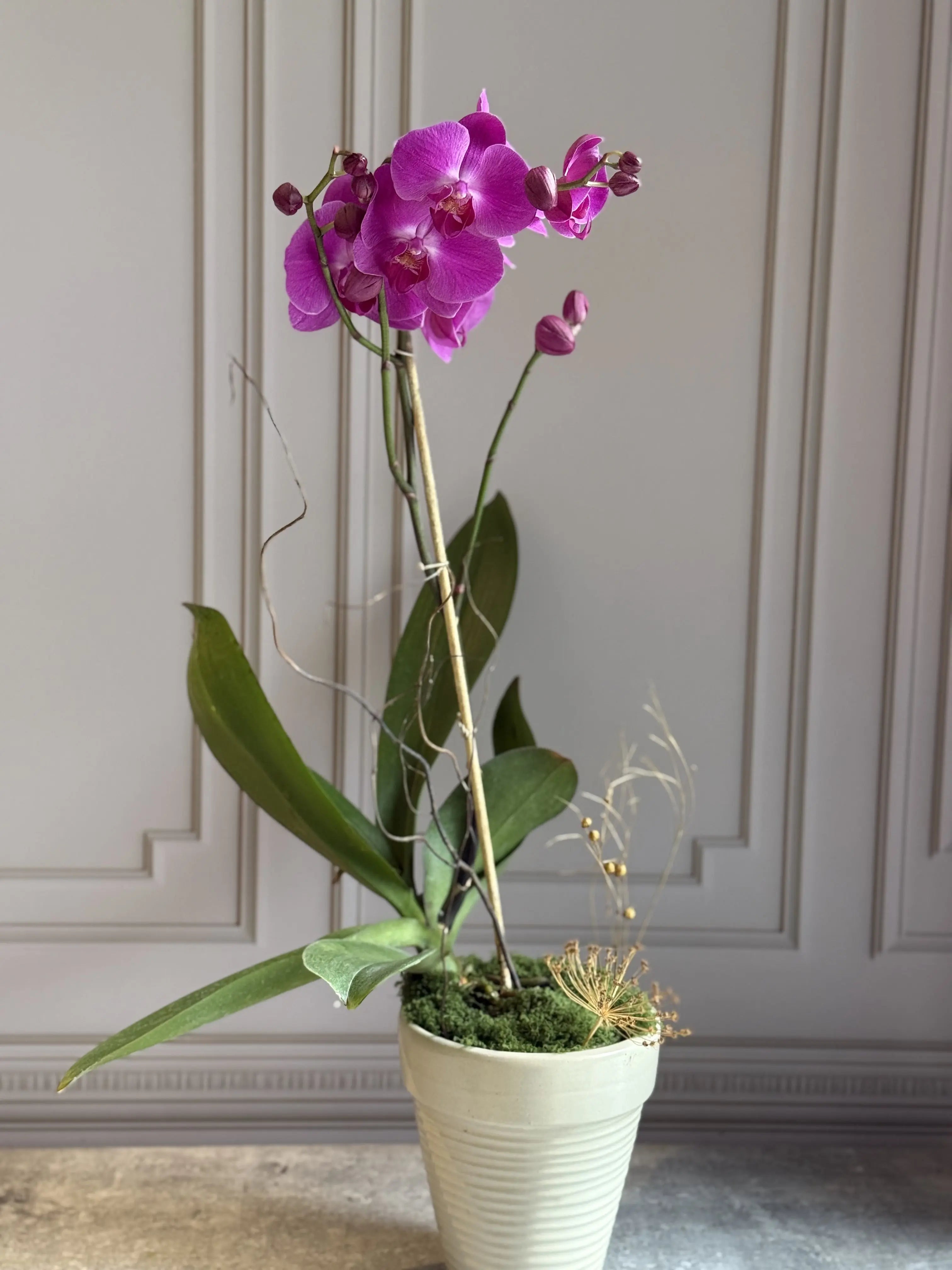 Phalaenopsis Pots - 1 Stem 1magnolialane