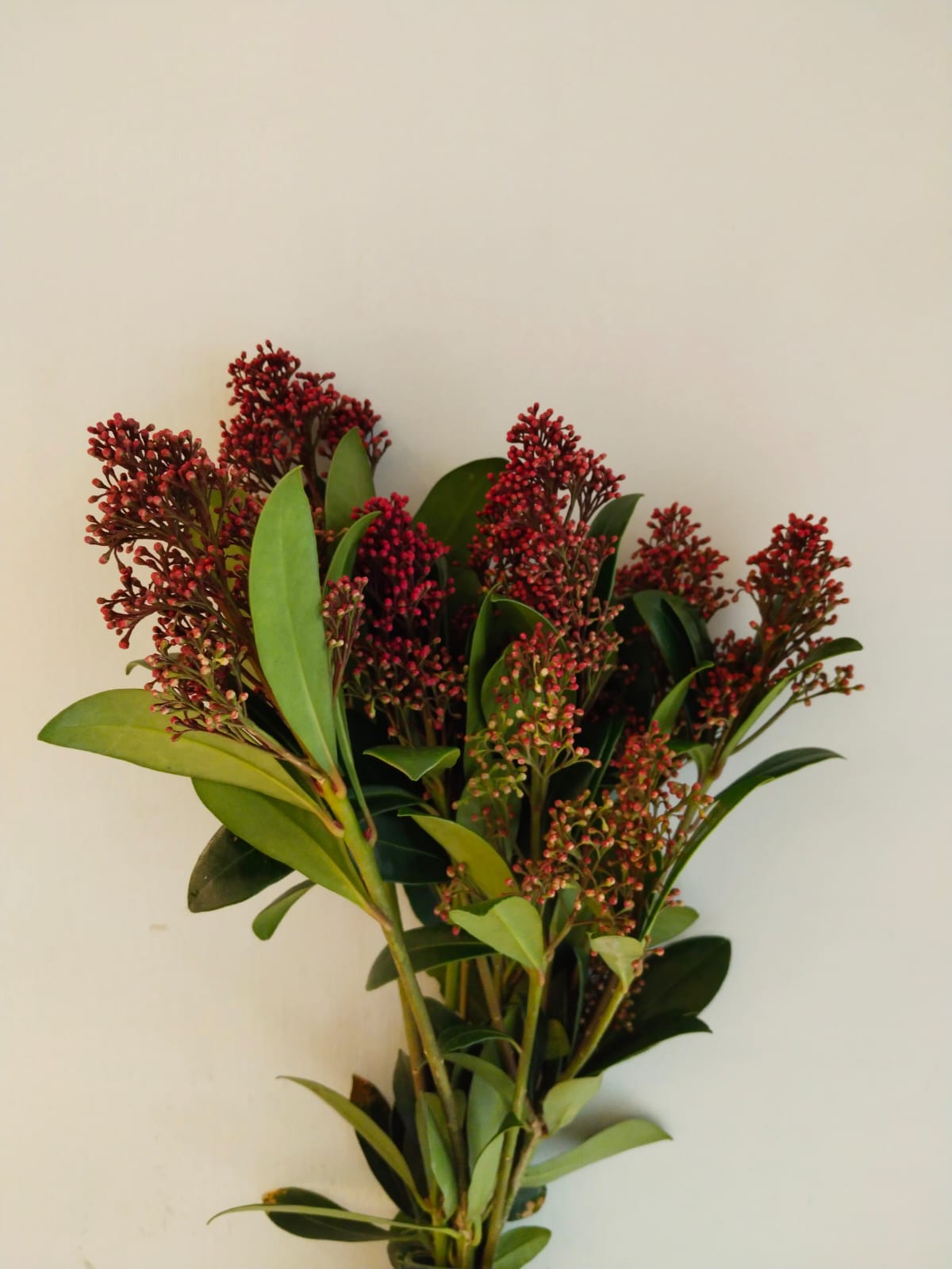 Skimmia