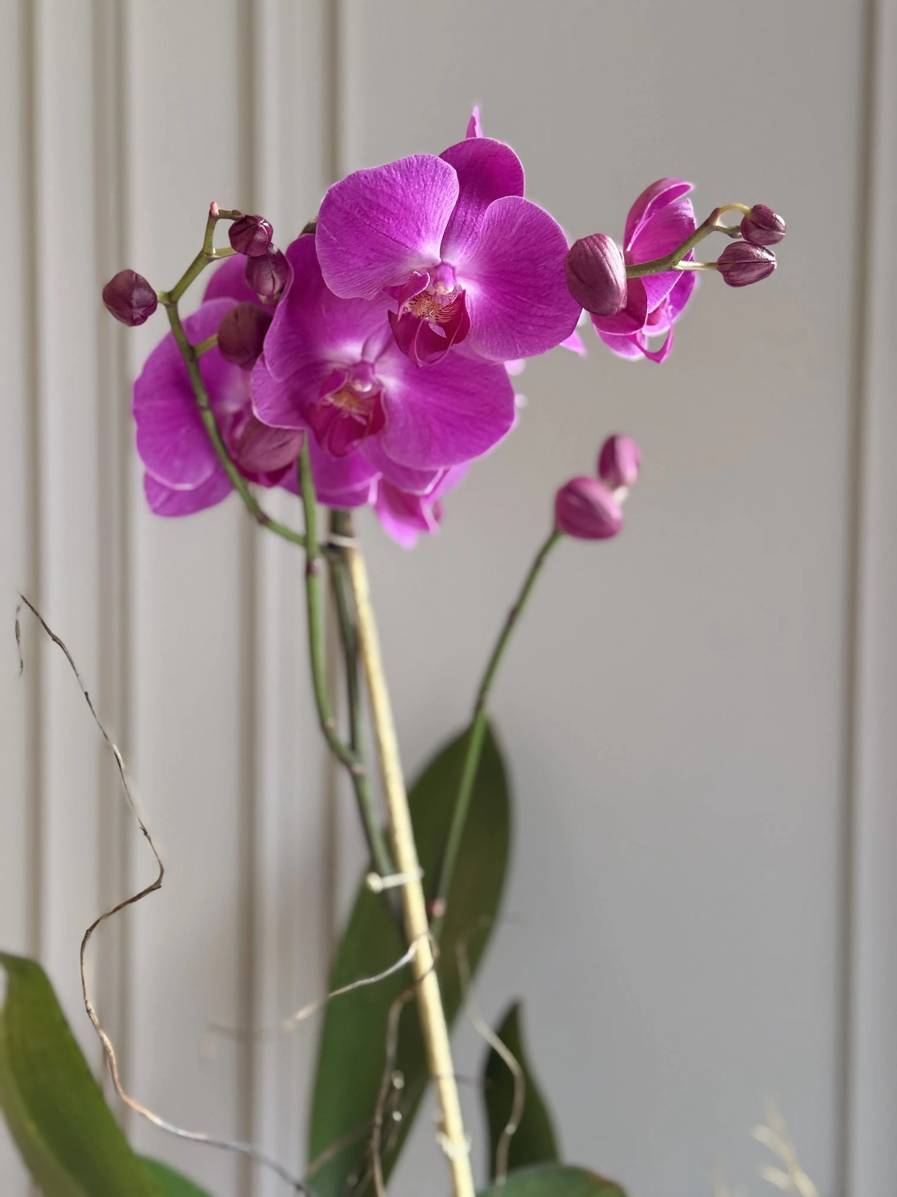 Phalaenopsis Pots - 1 Stem 1magnolialane