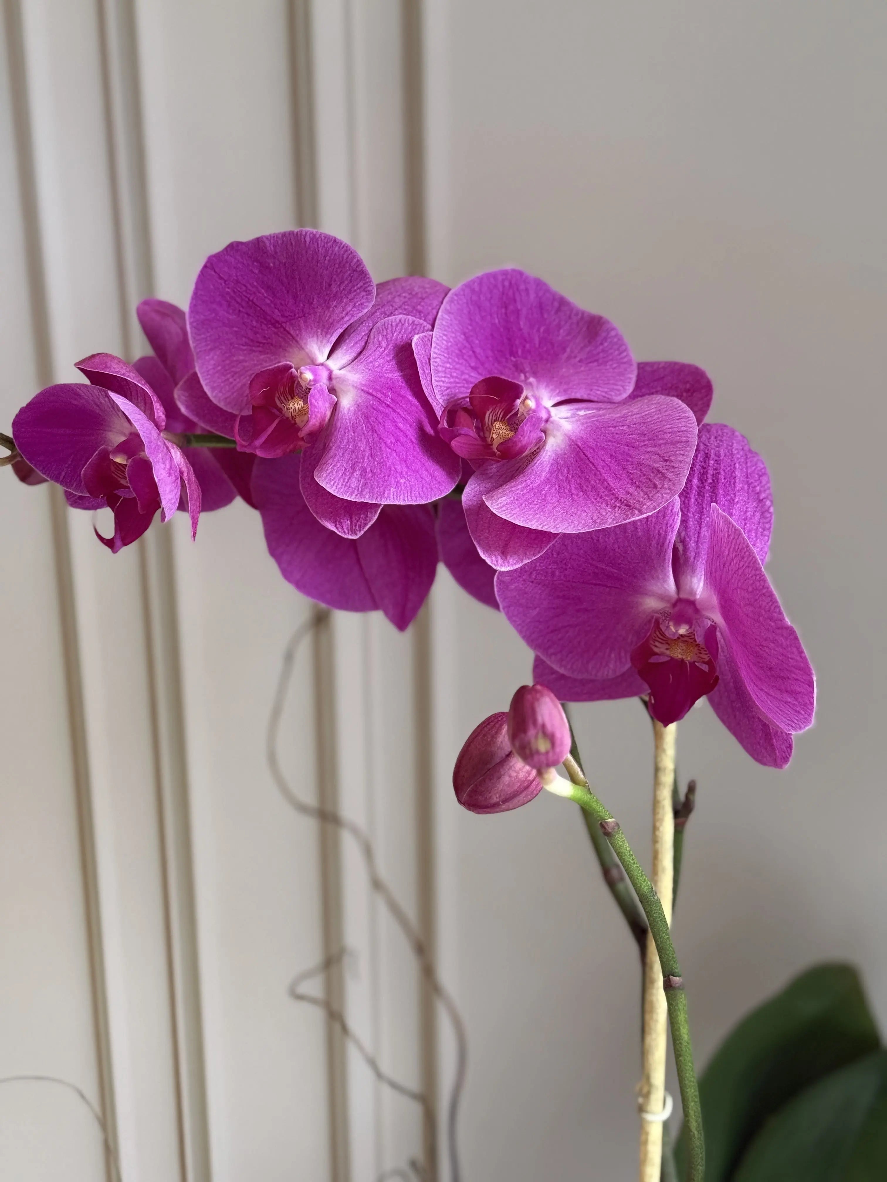 Phalaenopsis Pots - 1 Stem 1magnolialane