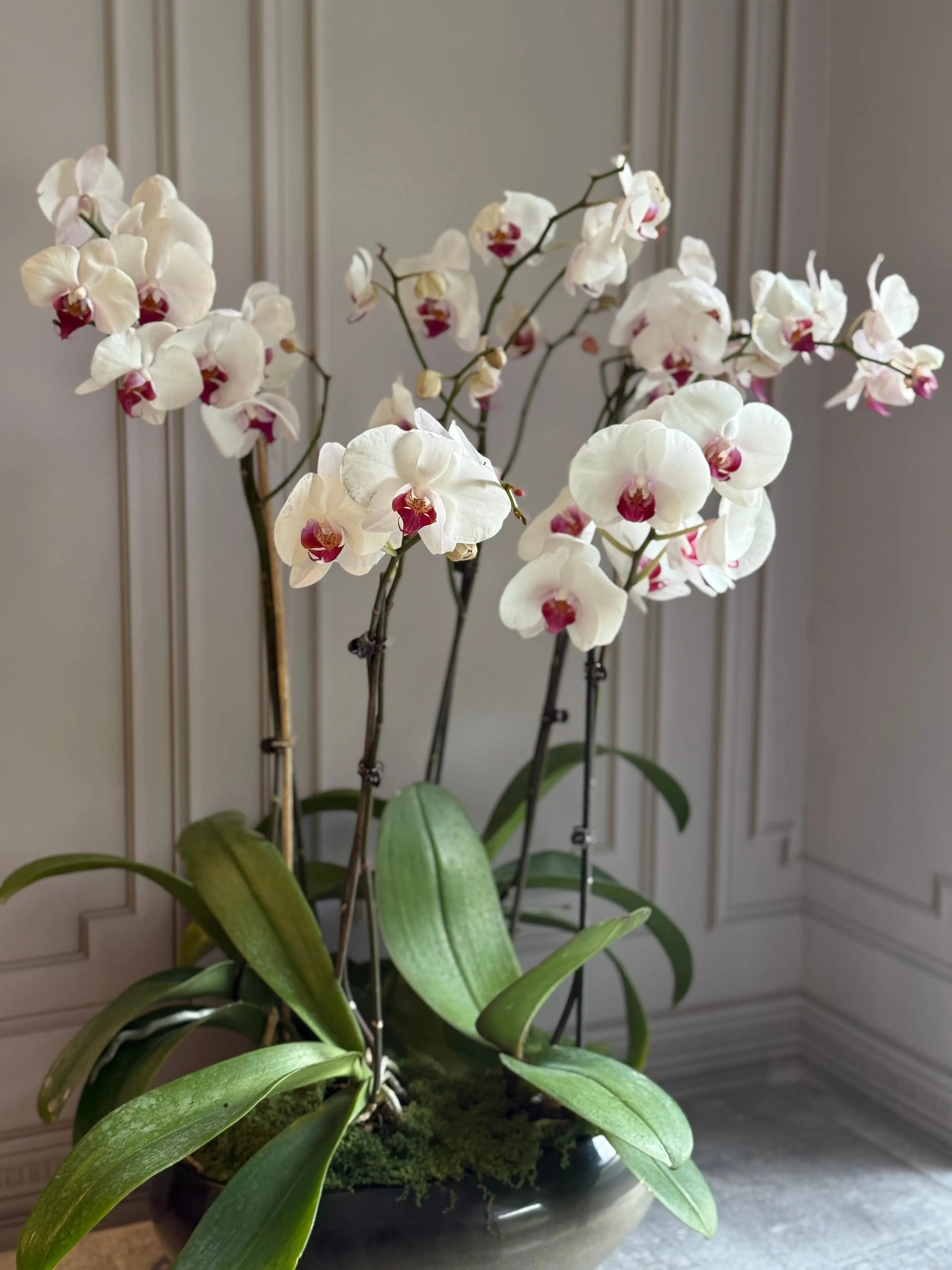 Phalaenopsis Pots - 5 stems 1magnolialane