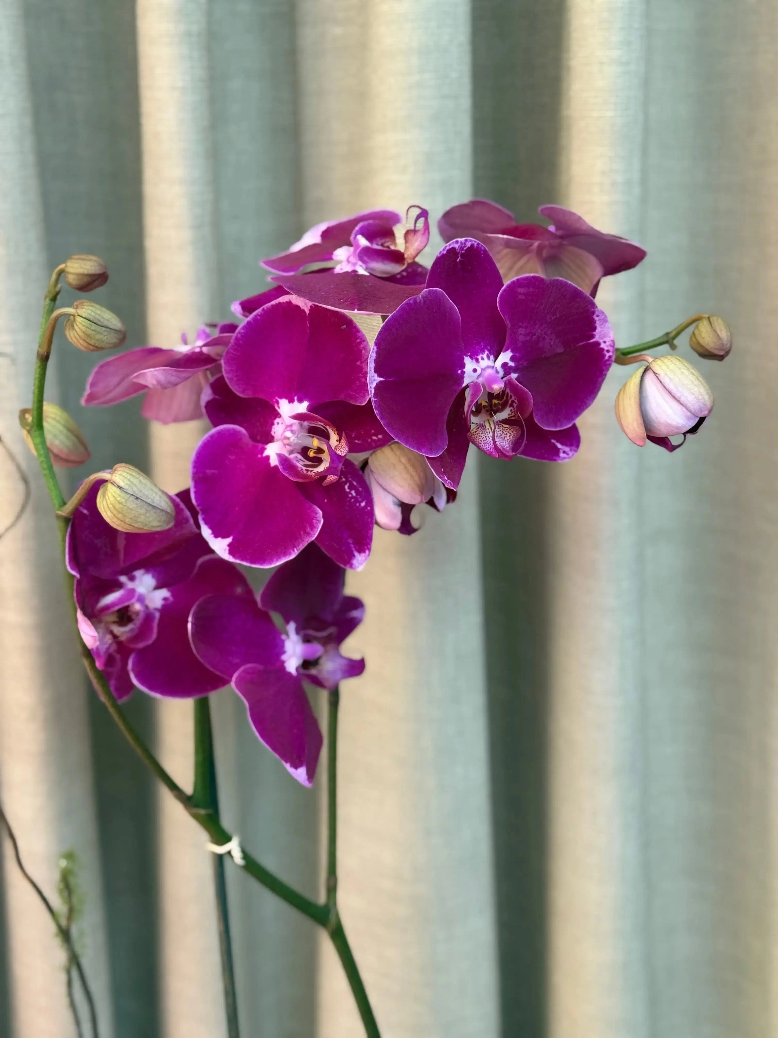 Phalaenopsis - Happy Hour 1magnolialane