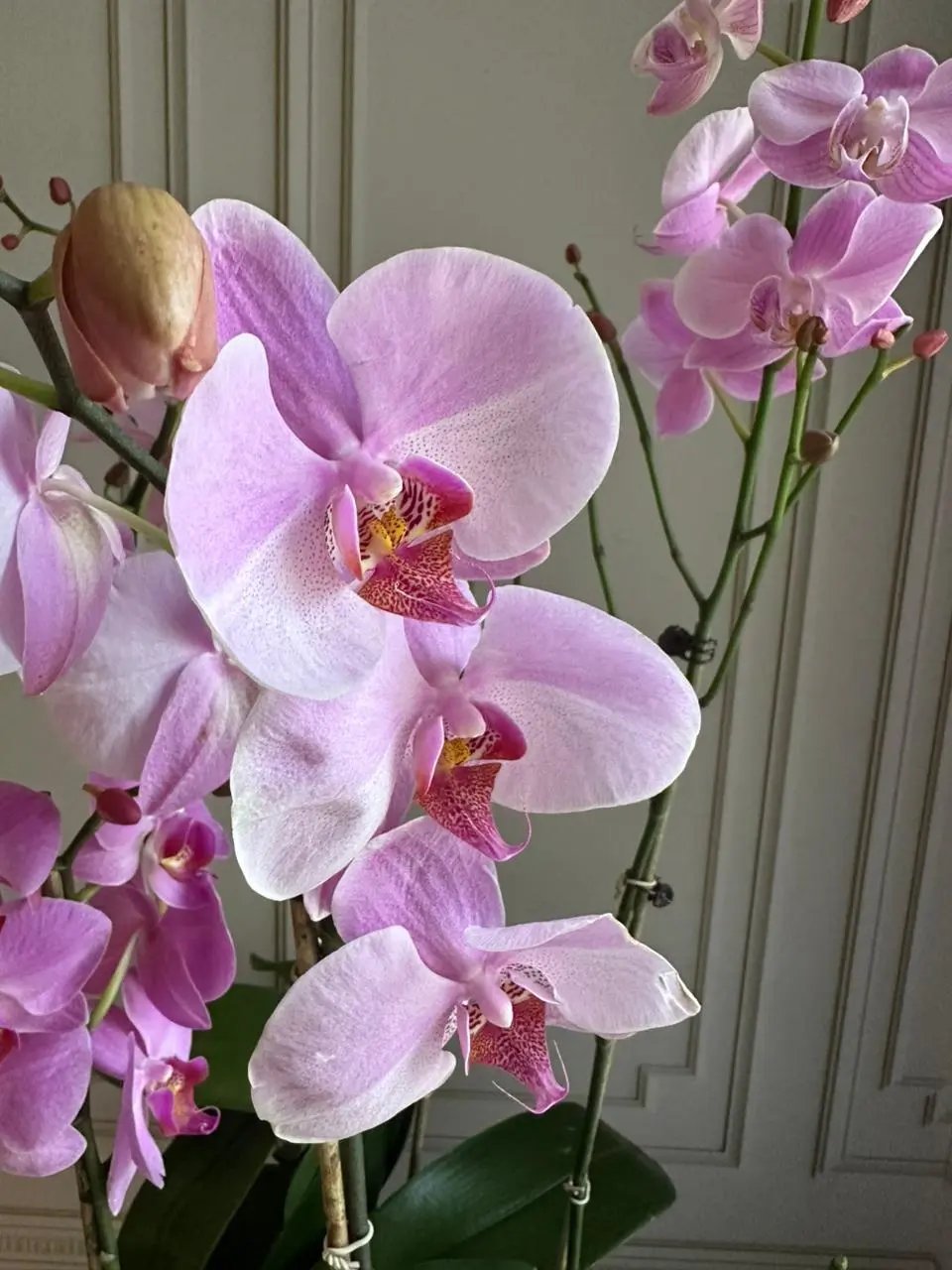 Phalaenopsis Pots - 5 Stems (Spring Glow) 1magnolialane