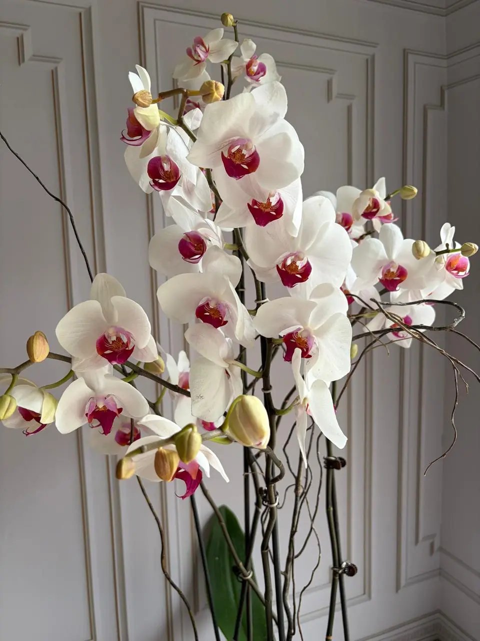 Phalaenopsis Pots (3 stems) White 1magnolialane