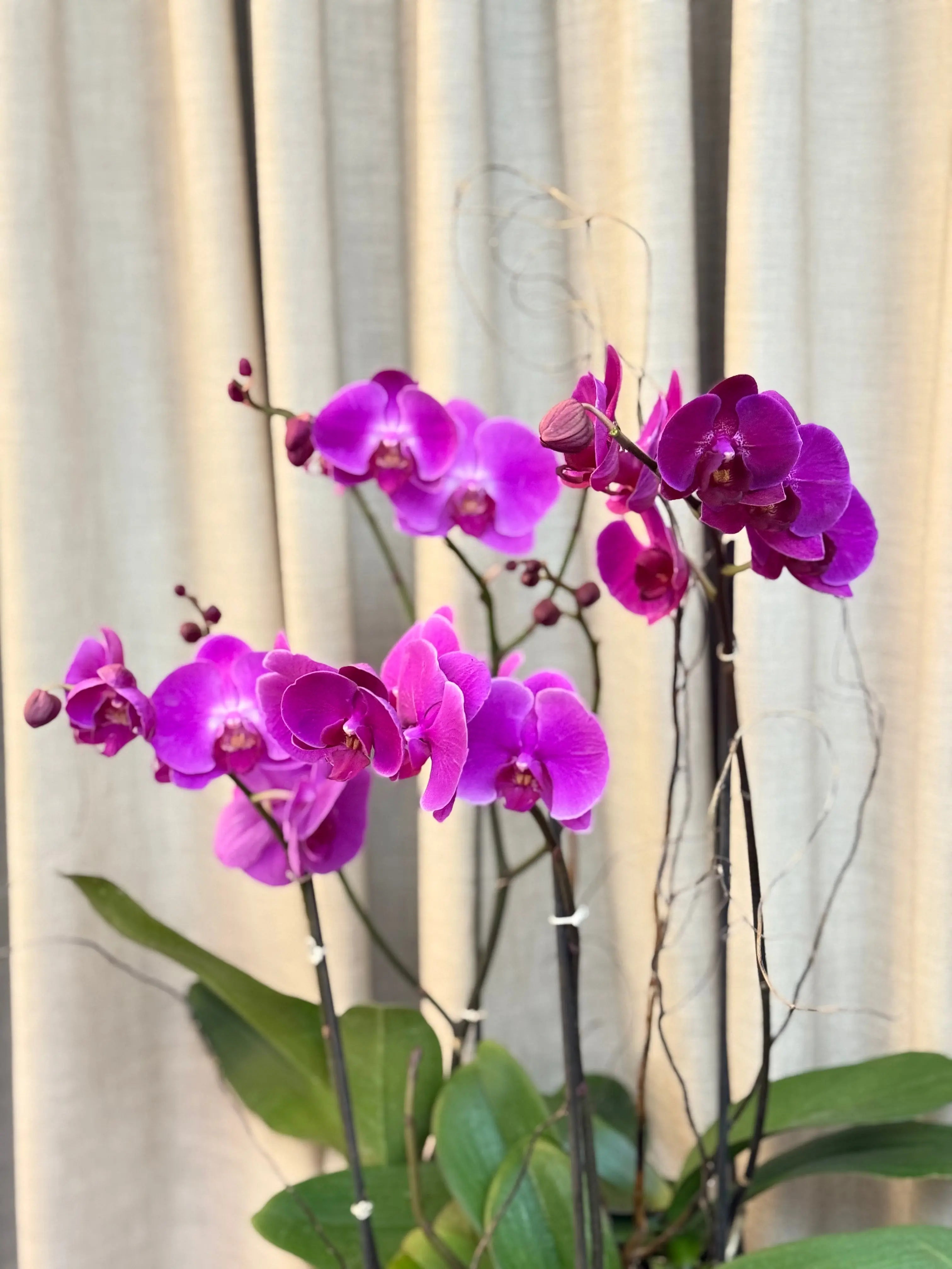 Phalaenopsis Pots - 4 stems Harper Seven 1magnolialane