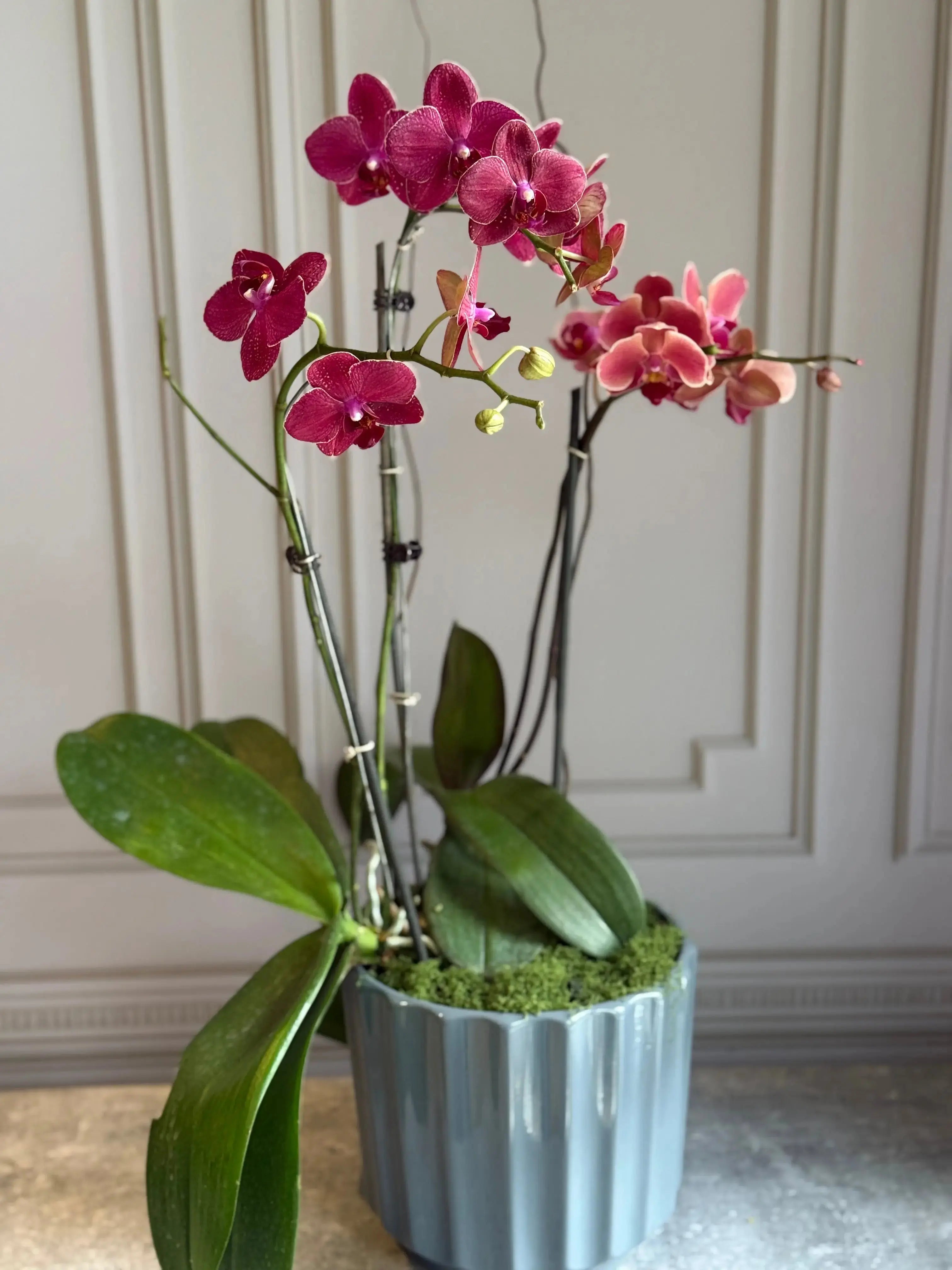 Phalaenopsis Pots - 3 stems 1magnolialane